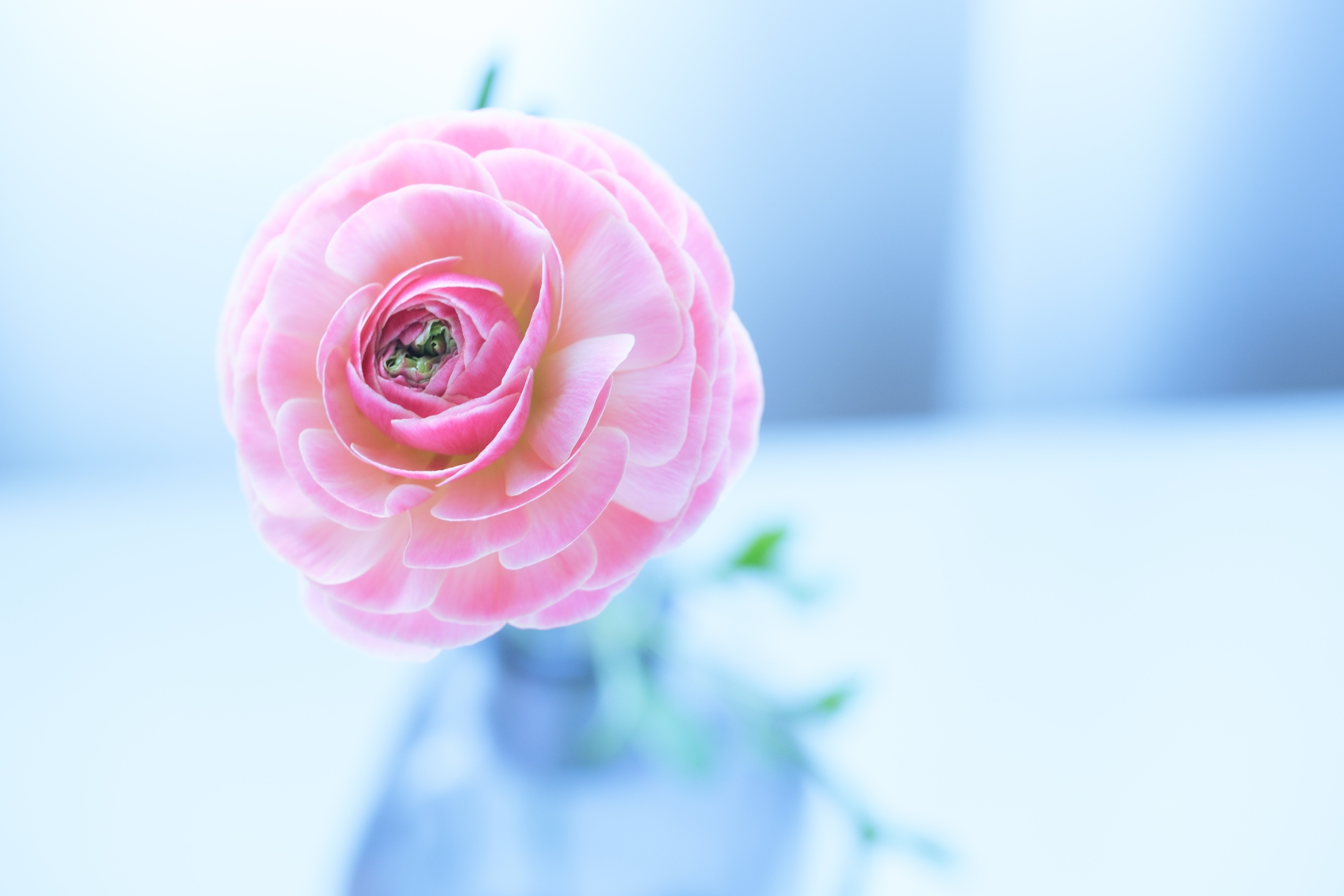 春を待つ ラナンキュラス｜タキツネ | 花の写真を撮ります