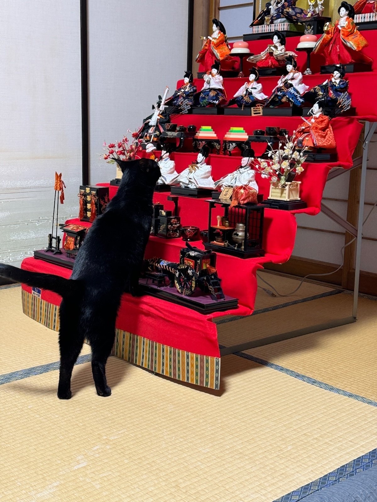 ひな飾りの最上段まで登りきった黒猫ちゃん、あろうことか金屏風にまで