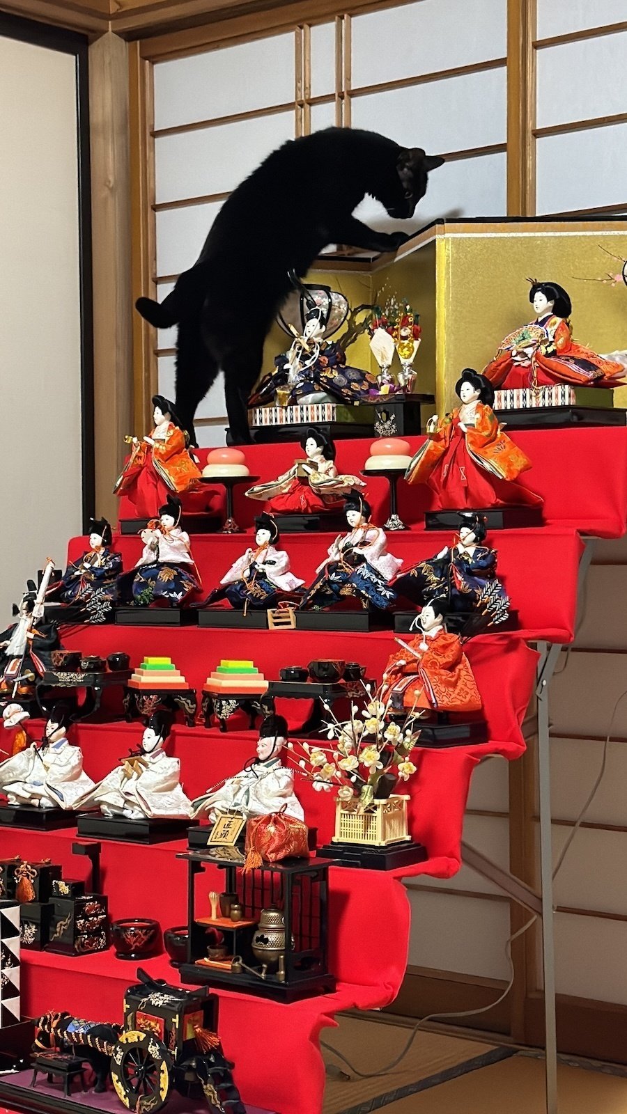 ひな飾りの最上段まで登りきった黒猫ちゃん、あろうことか金屏風にまで