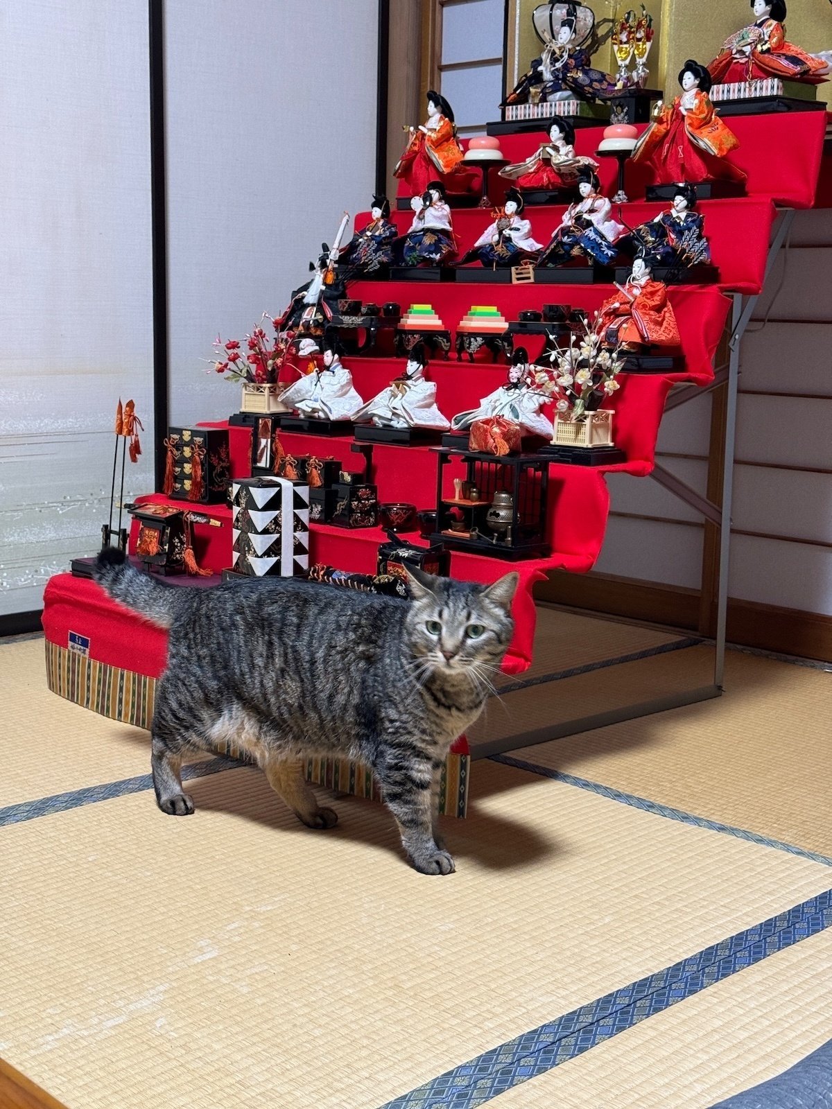 ひな飾りの最上段まで登りきった黒猫ちゃん、あろうことか金屏風にまで