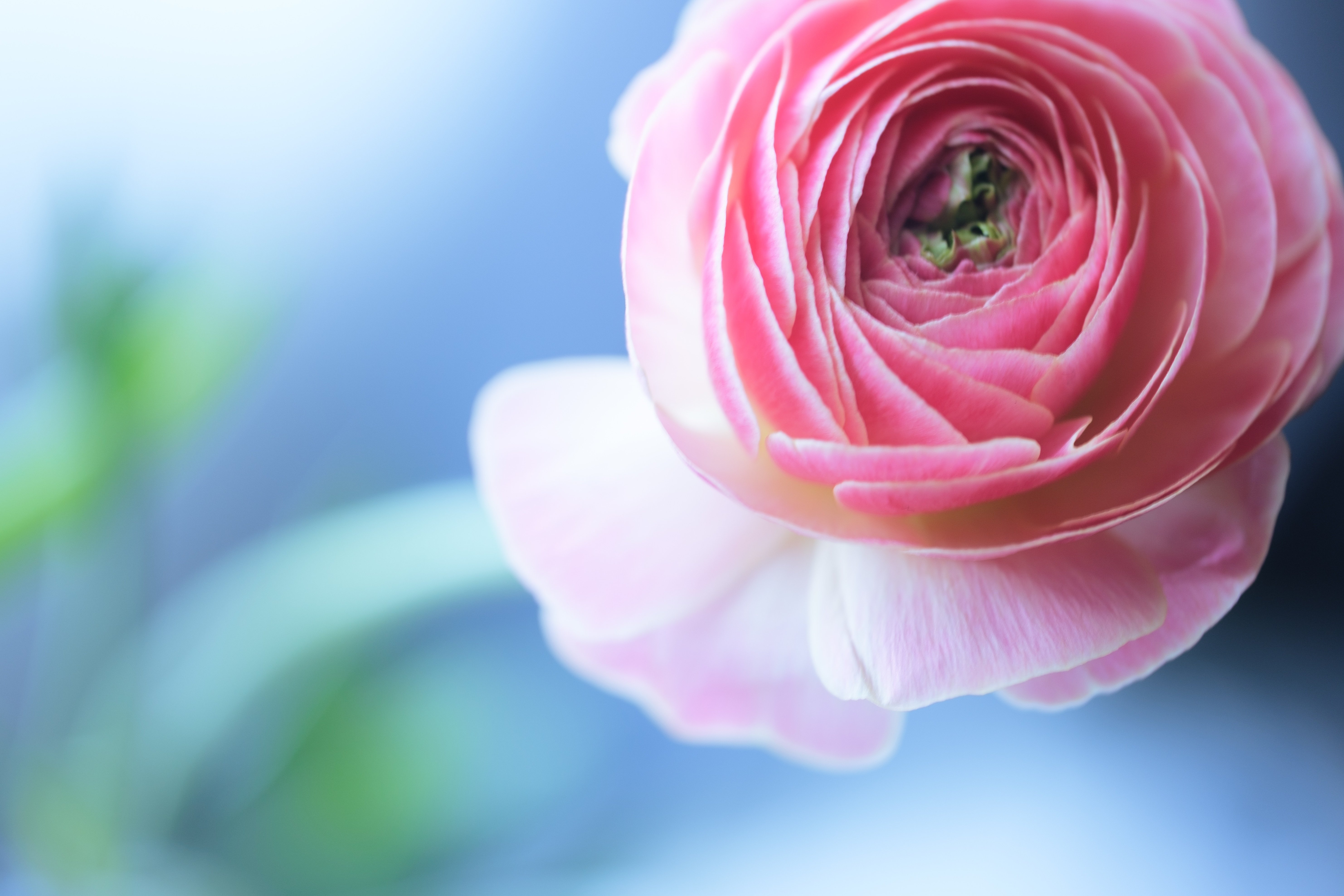 春を待つ ラナンキュラス｜タキツネ | 花の写真を撮ります