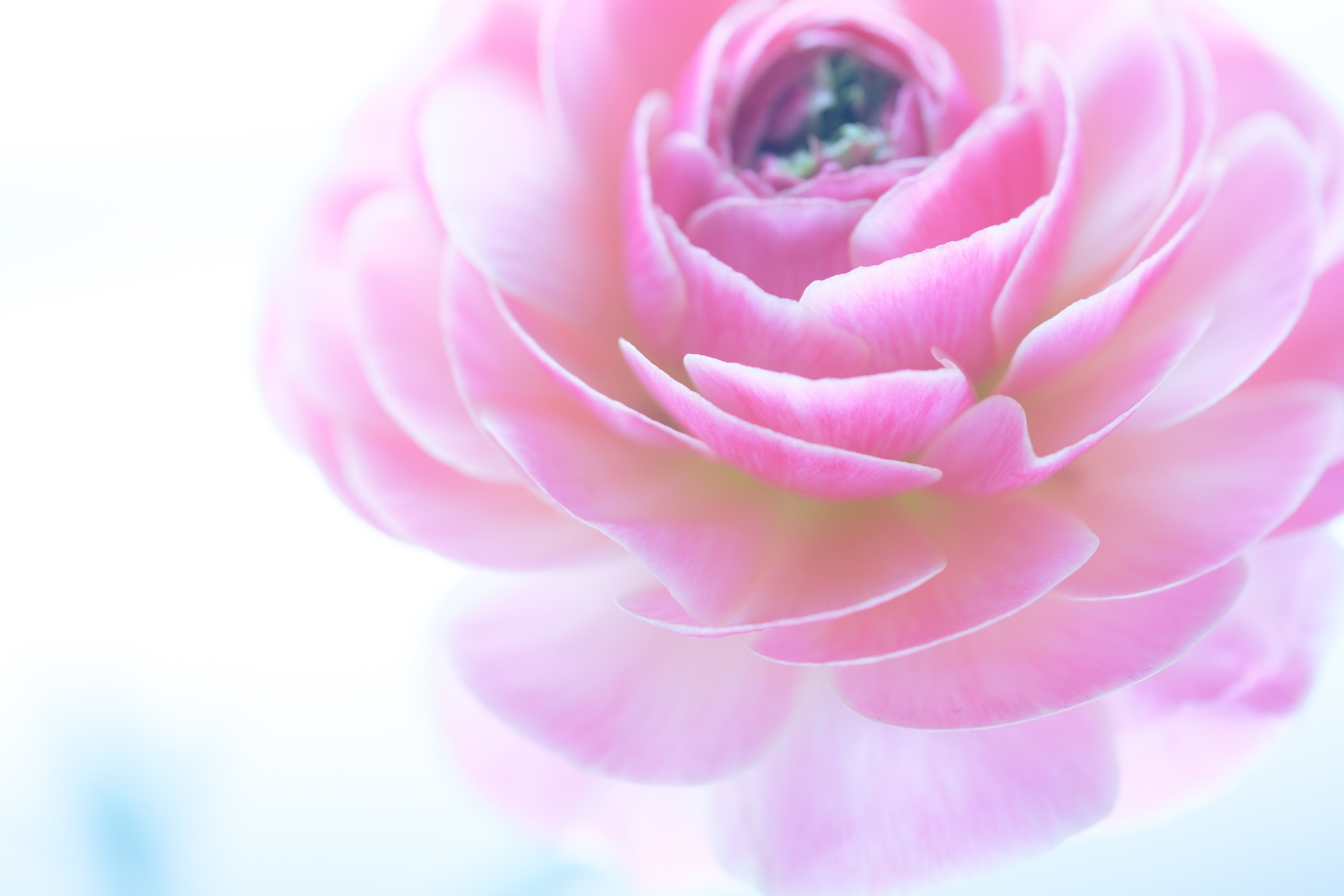 春を待つ ラナンキュラス｜タキツネ | 花の写真を撮ります