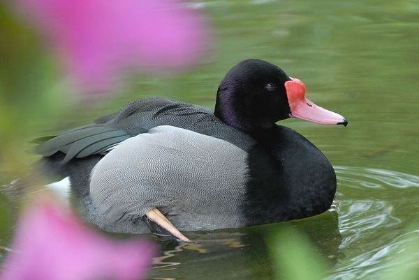 ベニバシガモ物語|M_ayumi