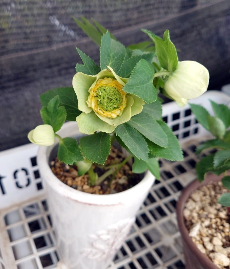 大賞作品の見学〜加藤農園｜シニアスタイル109Ⅱ