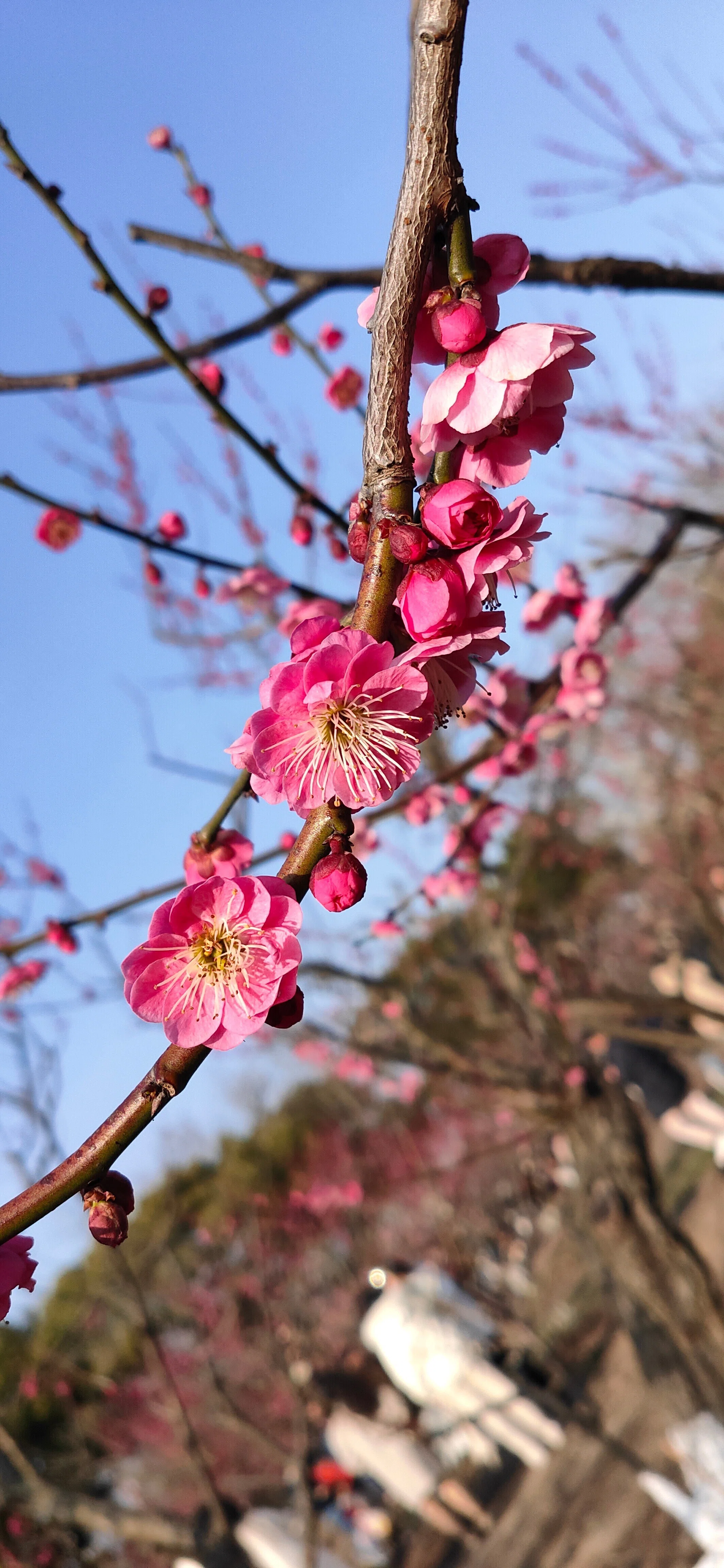 いまが見頃の上海「世紀公園」で梅の宴を楽しもう！｜小羊（シャオヤン