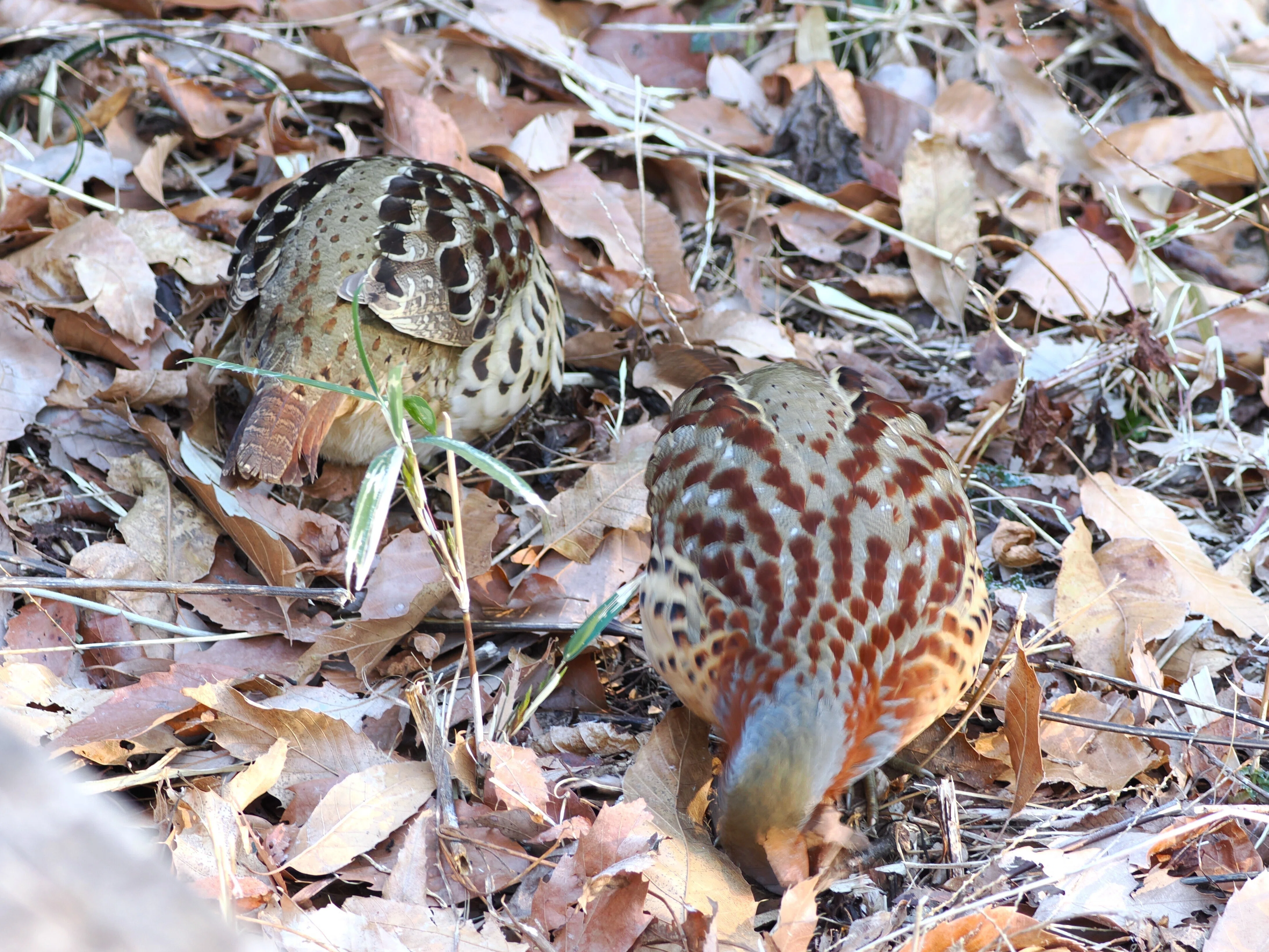 八王子の小宮公園で野鳥観察：イカルとコジュケイ｜もずきち