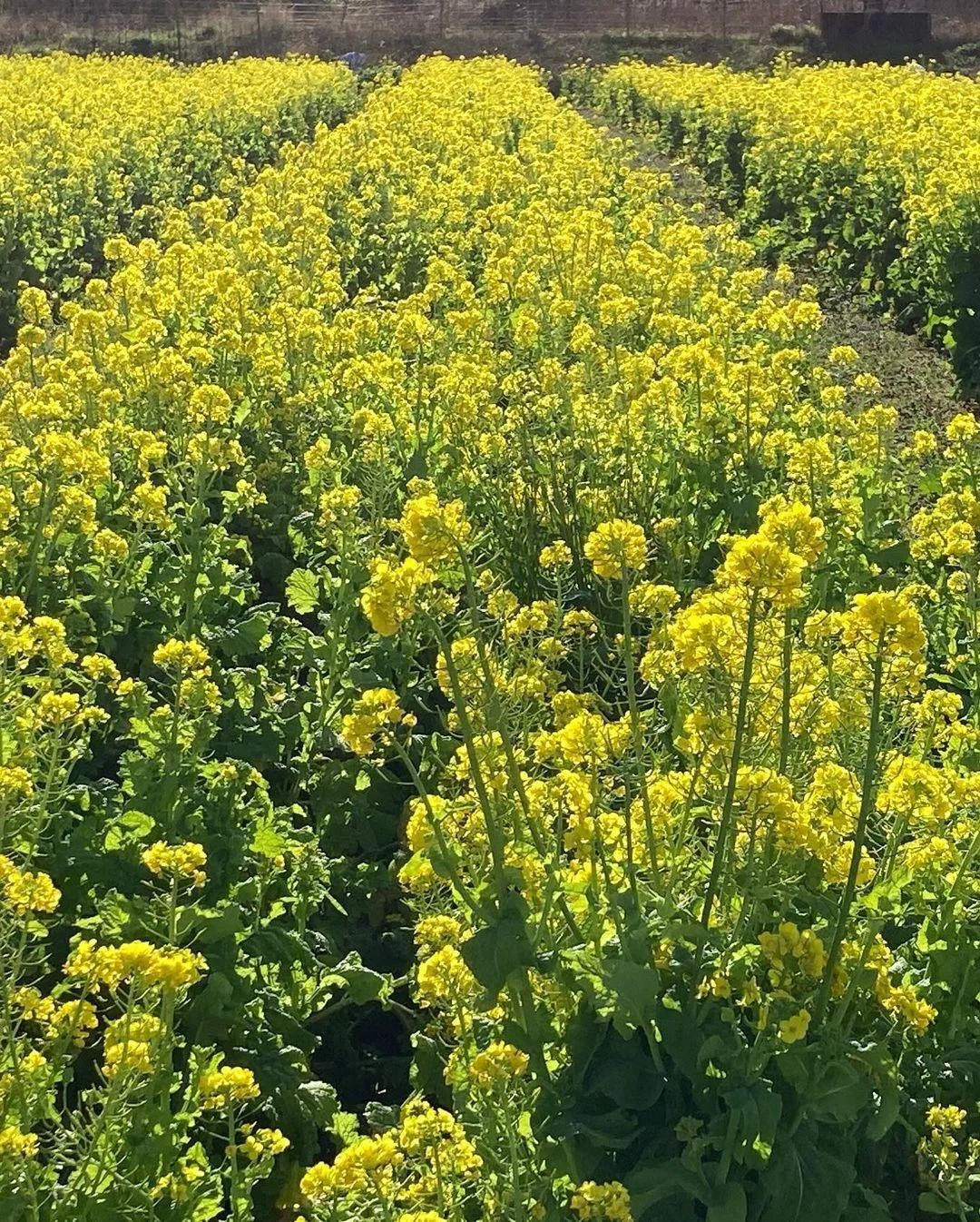 菜の花 初春の風物詩｢“かかし農園”の菜の花 2024」(三重県北牟婁郡紀北町