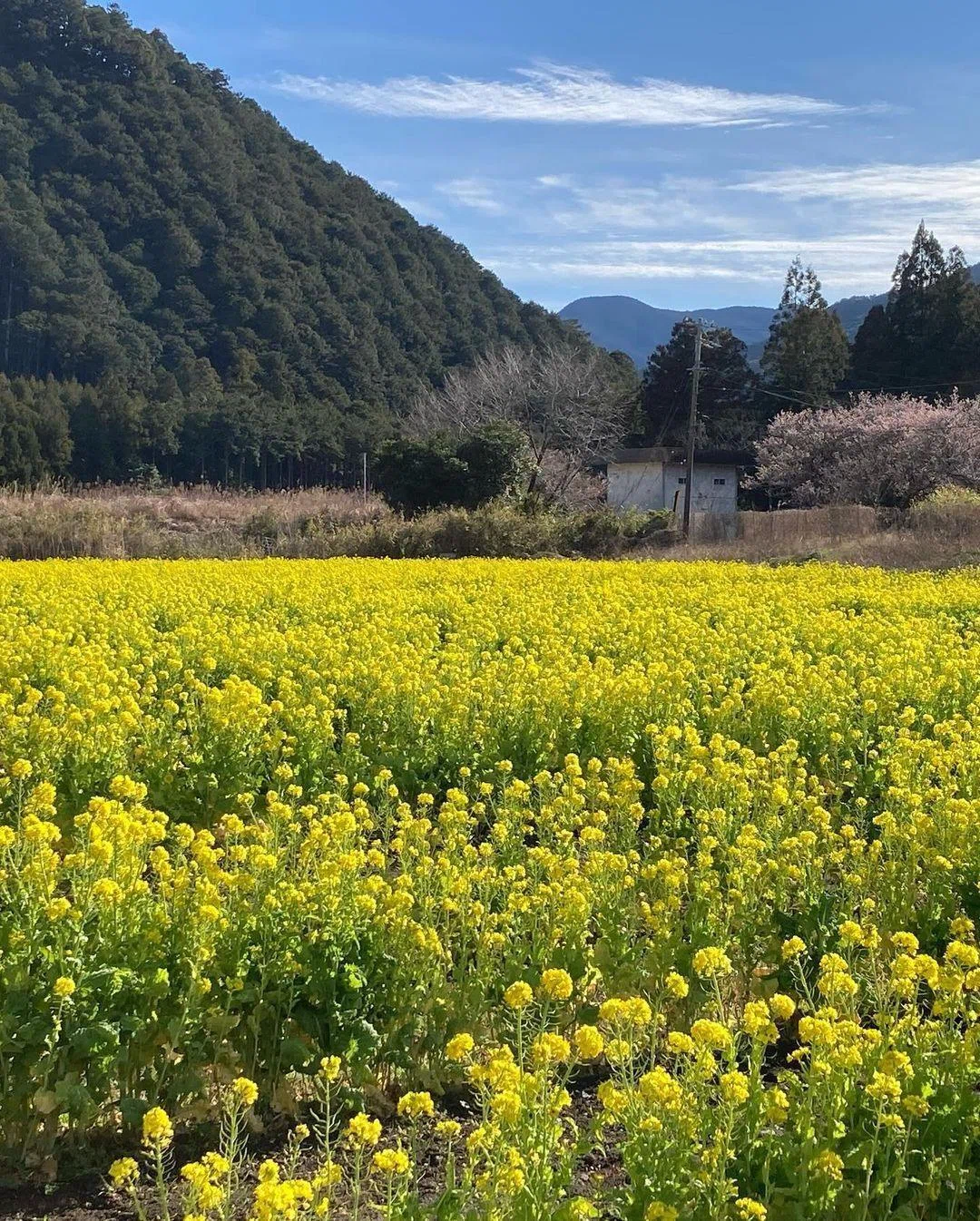 初春の風物詩｢“かかし農園”の菜の花 2024」(三重県北牟婁郡紀北町