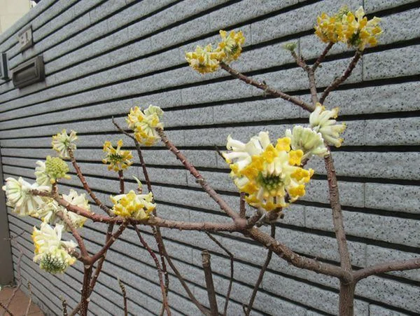 今日の俳句 三椏の花｜重翁