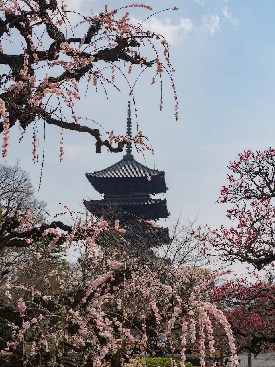 東寺 河津桜と東寺塔頭観智院｜KATSUMI