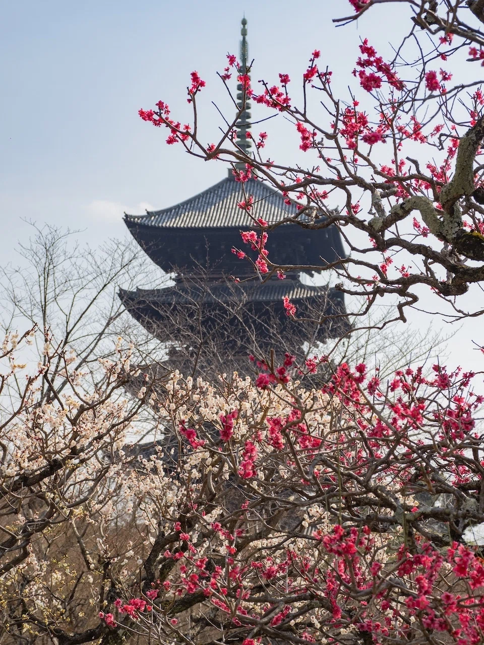 東寺 河津桜と東寺塔頭観智院｜KATSUMI