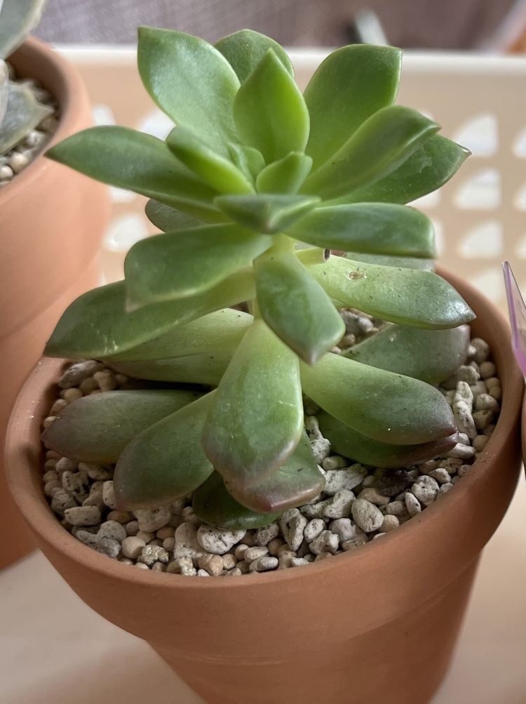 マッコス（エケベリア属）｜ひなよっこ