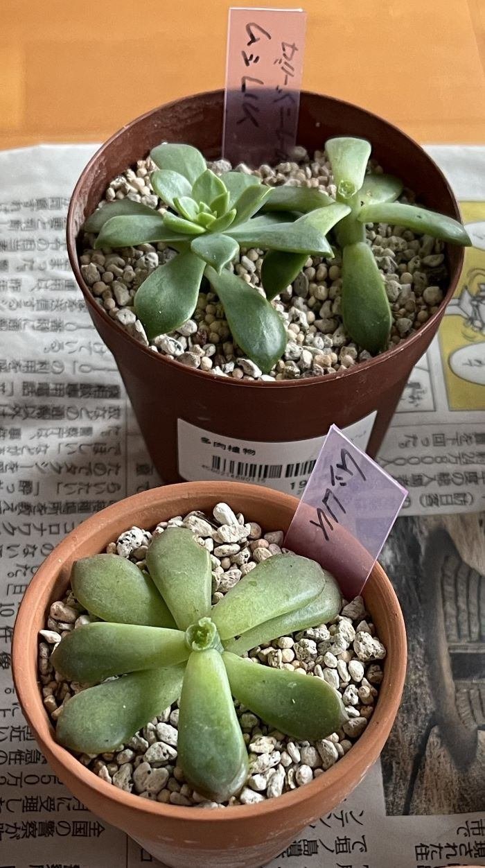 マッコス（エケベリア属）｜ひなよっこ