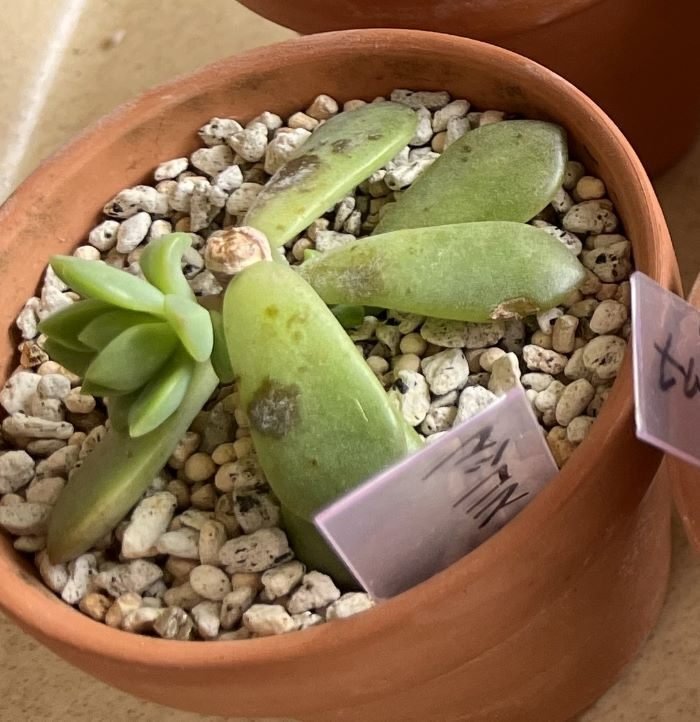 マッコス（エケベリア属）｜ひなよっこ