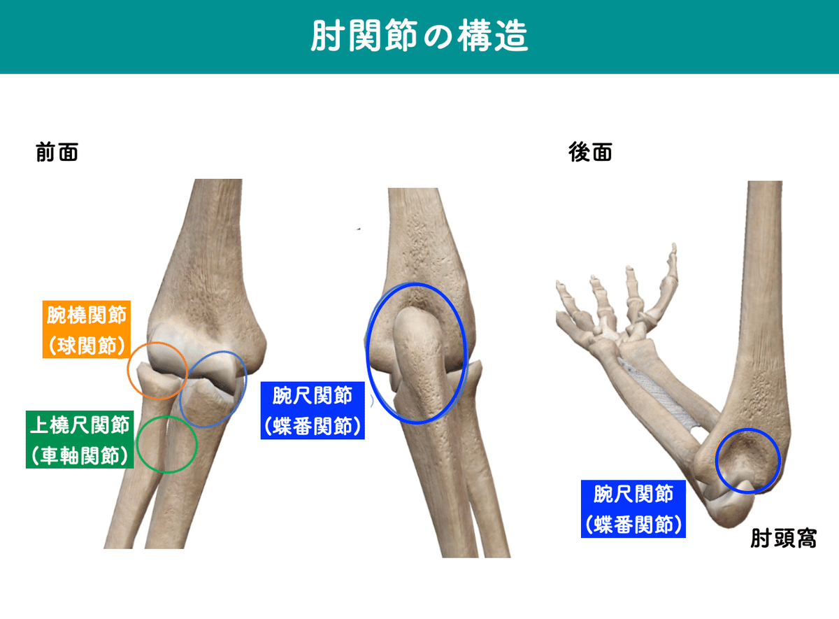 研修報告-14」：【上肢の治療】肘から手指の治療ポイント：継承