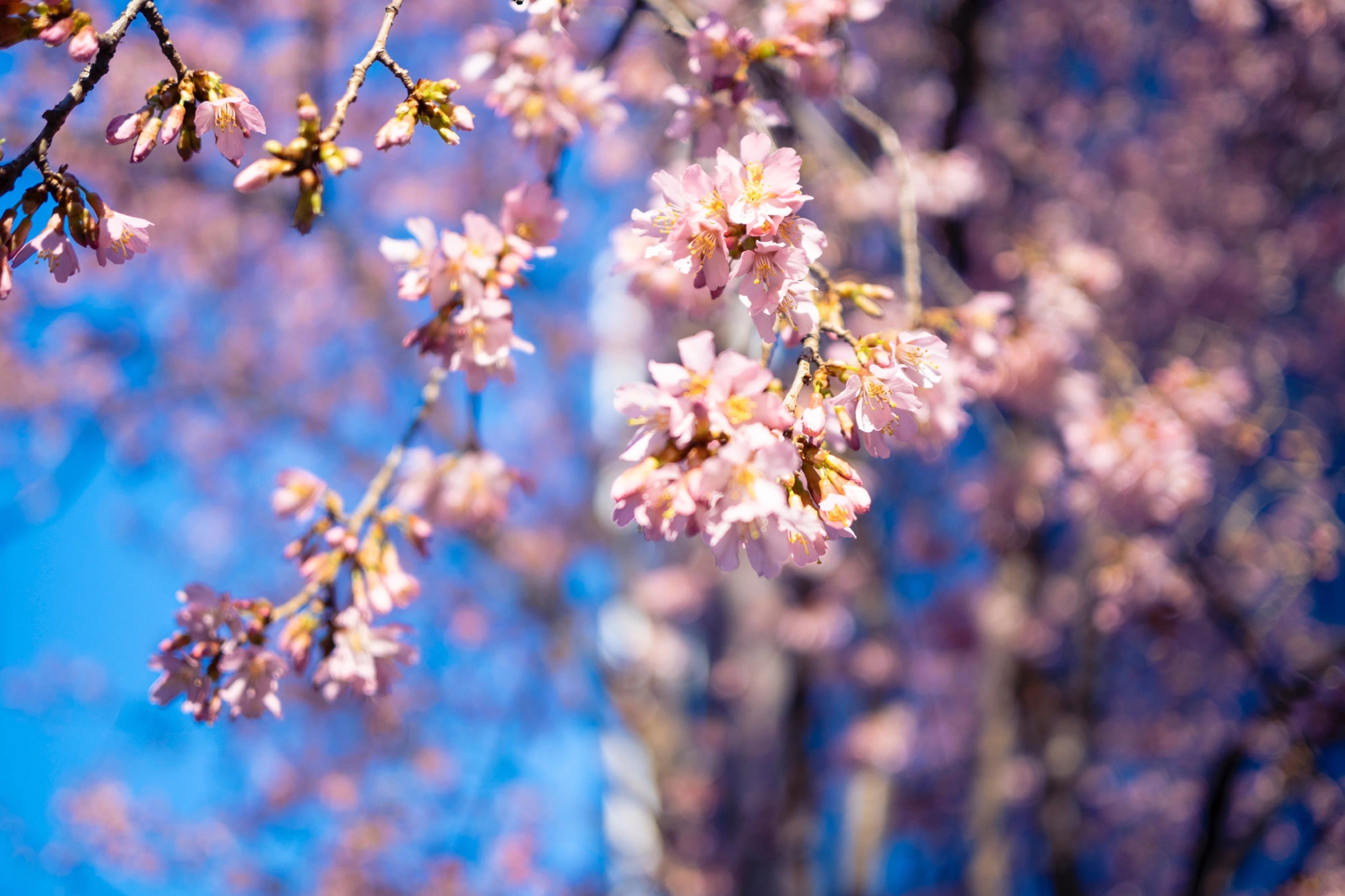 早咲き桜。 ｜ Nikon Zfc｜yoriknit