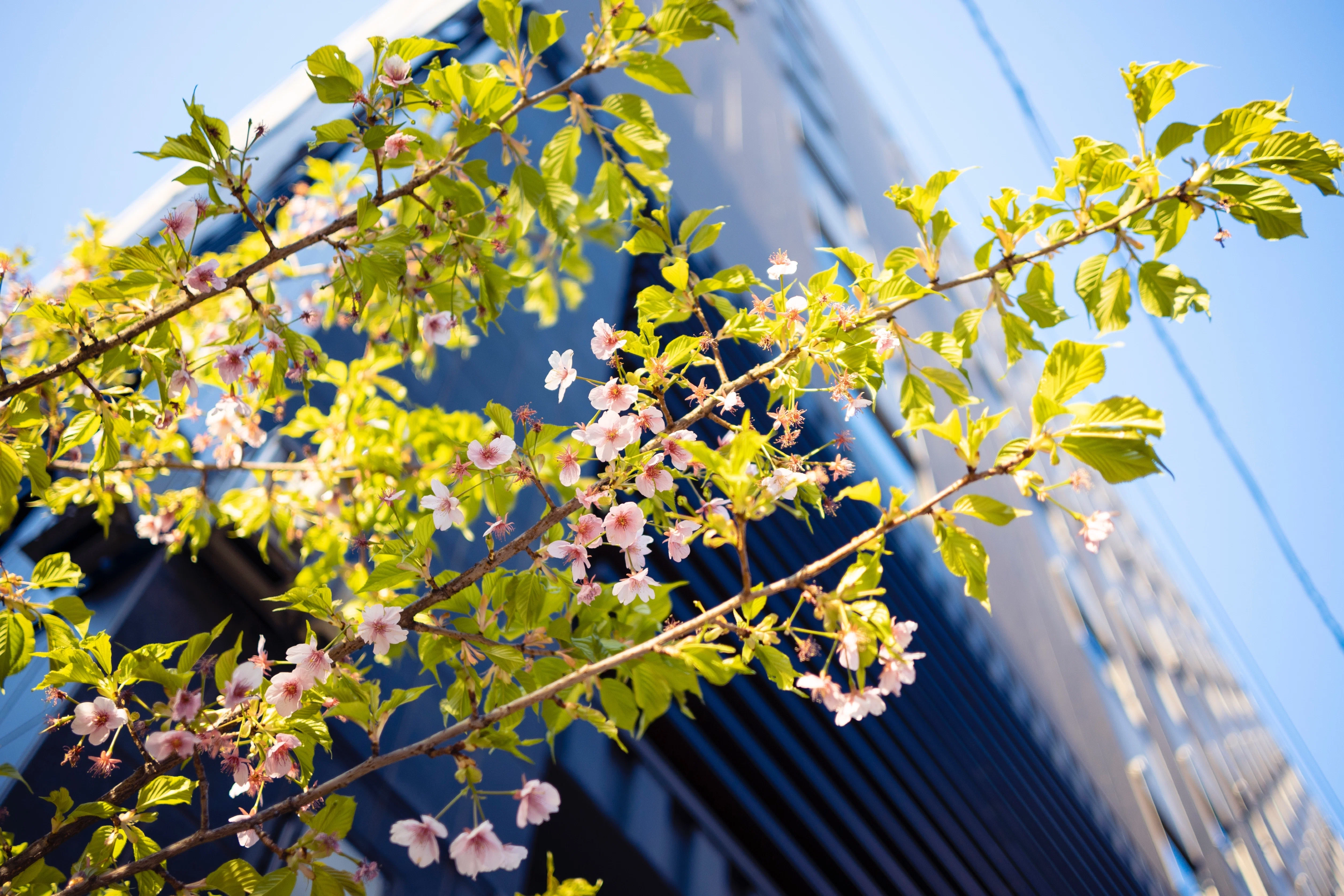 早咲き桜。 ｜ Nikon Zfc｜yoriknit