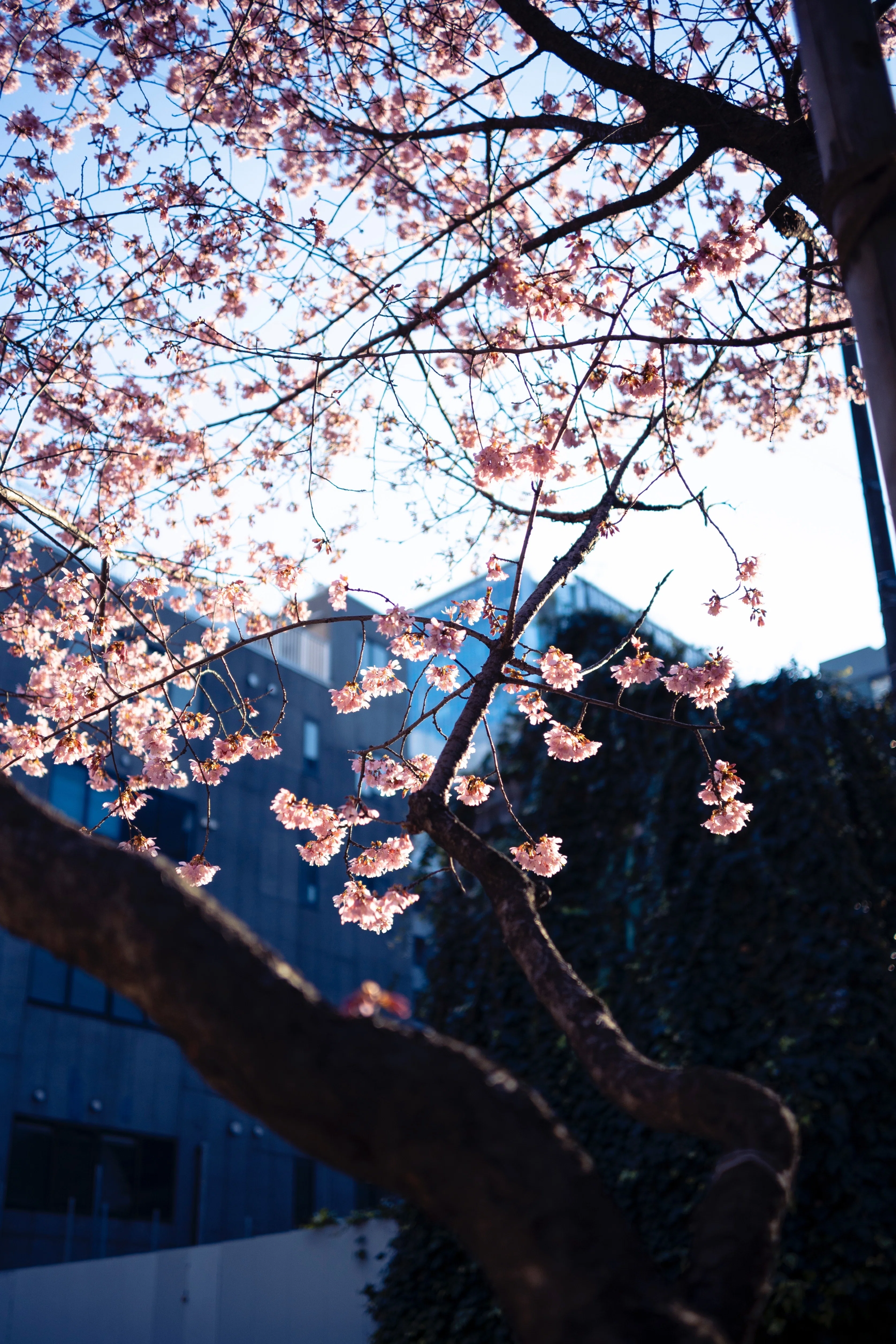 早咲き桜。 ｜ Nikon Zfc｜yoriknit