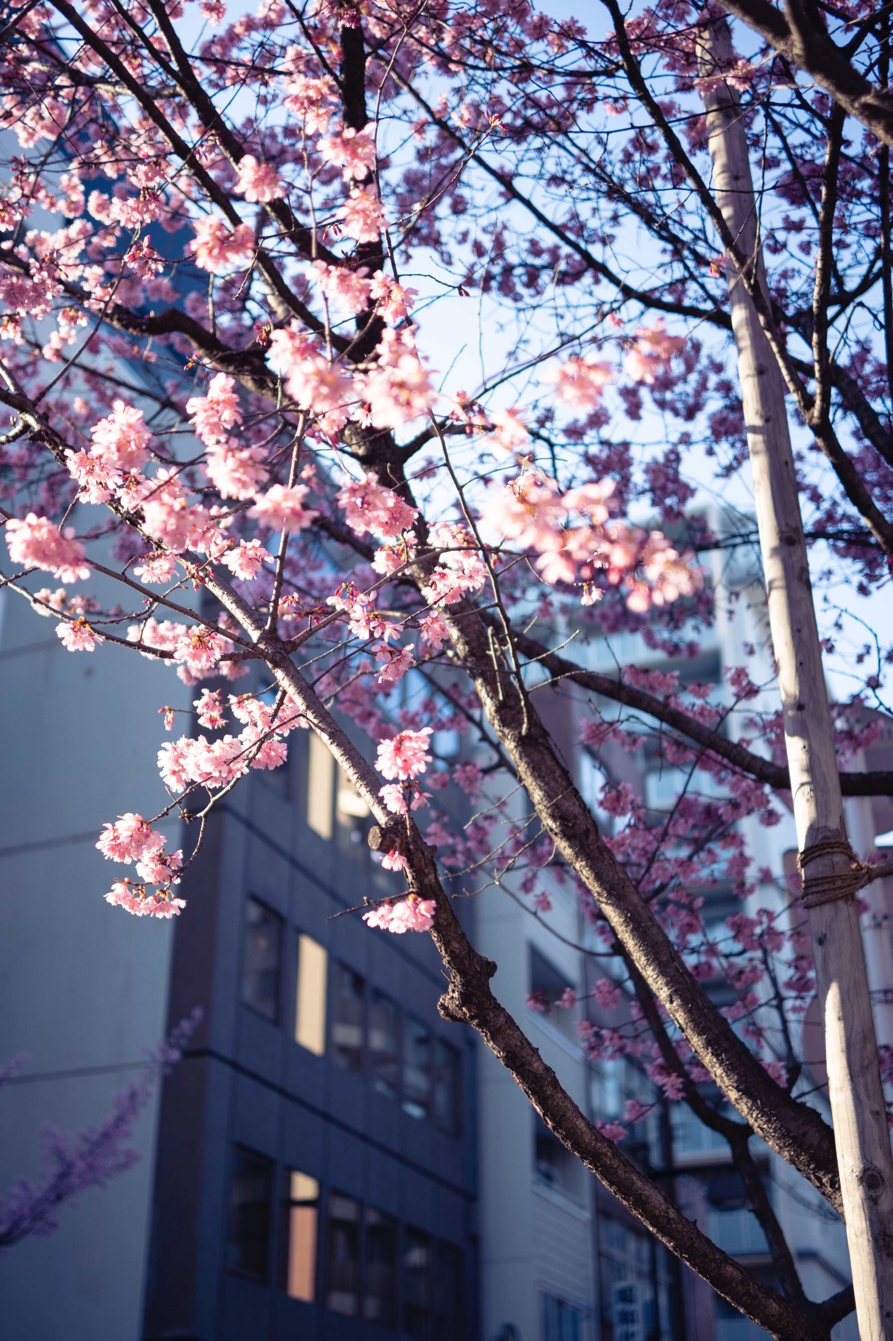 桜❀ページ MJ-FUYUZAKURA '20WSE | Deviser ｜株式会社ディバイザー｜長野