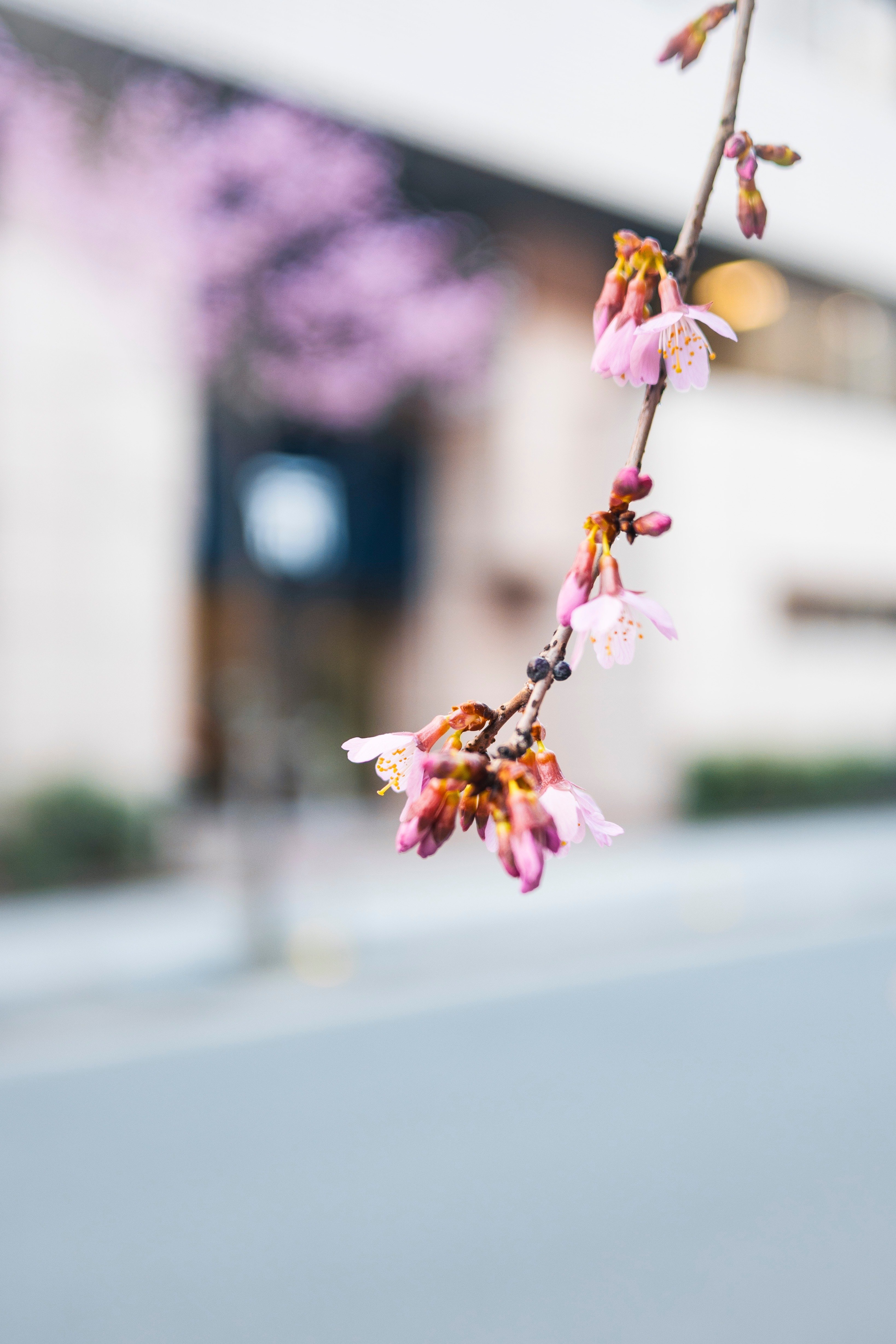 早咲き桜。 ｜ Nikon Zfc｜yoriknit