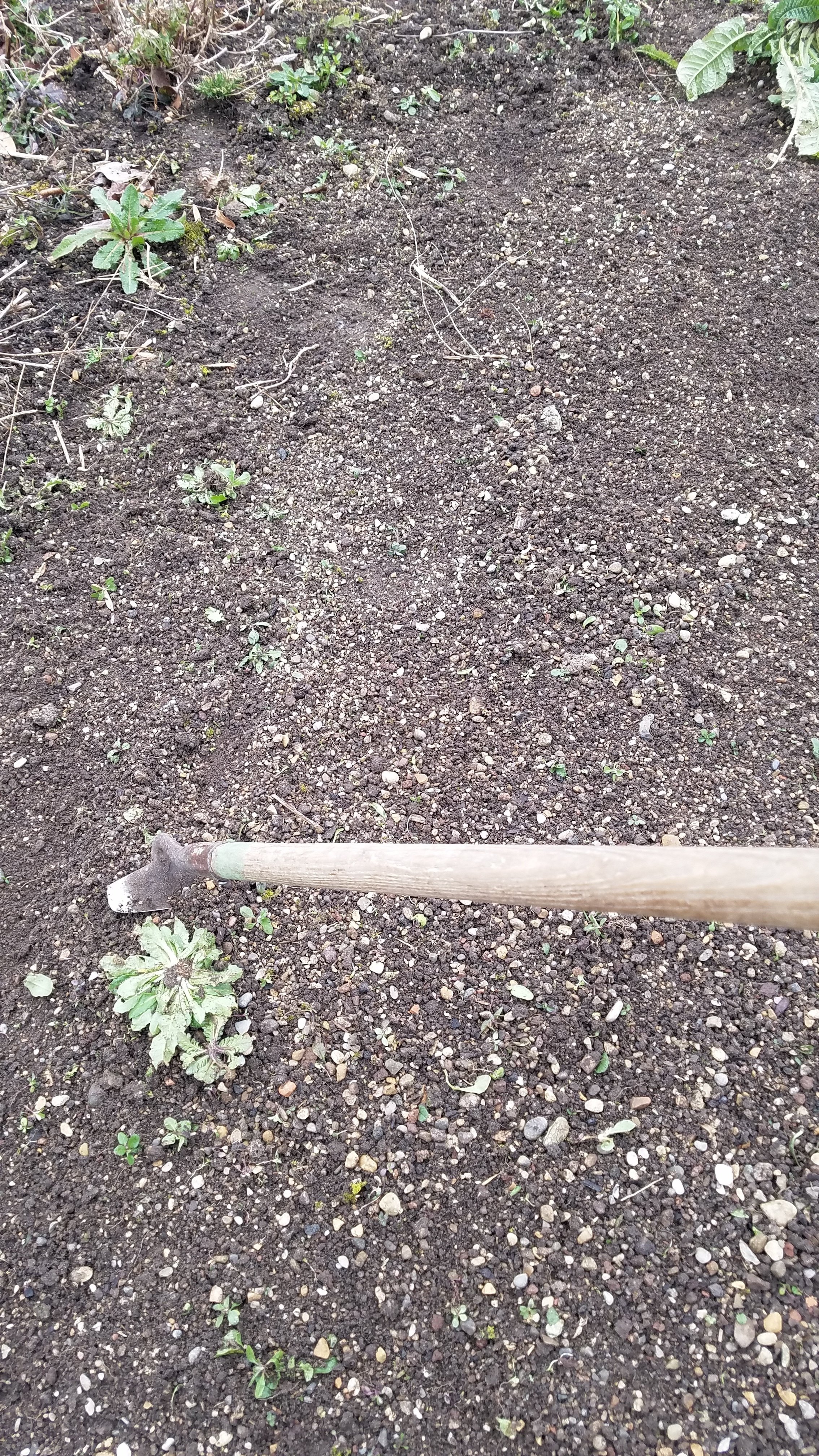 雑草と鬼～早春編～｜Pflanzenjäger