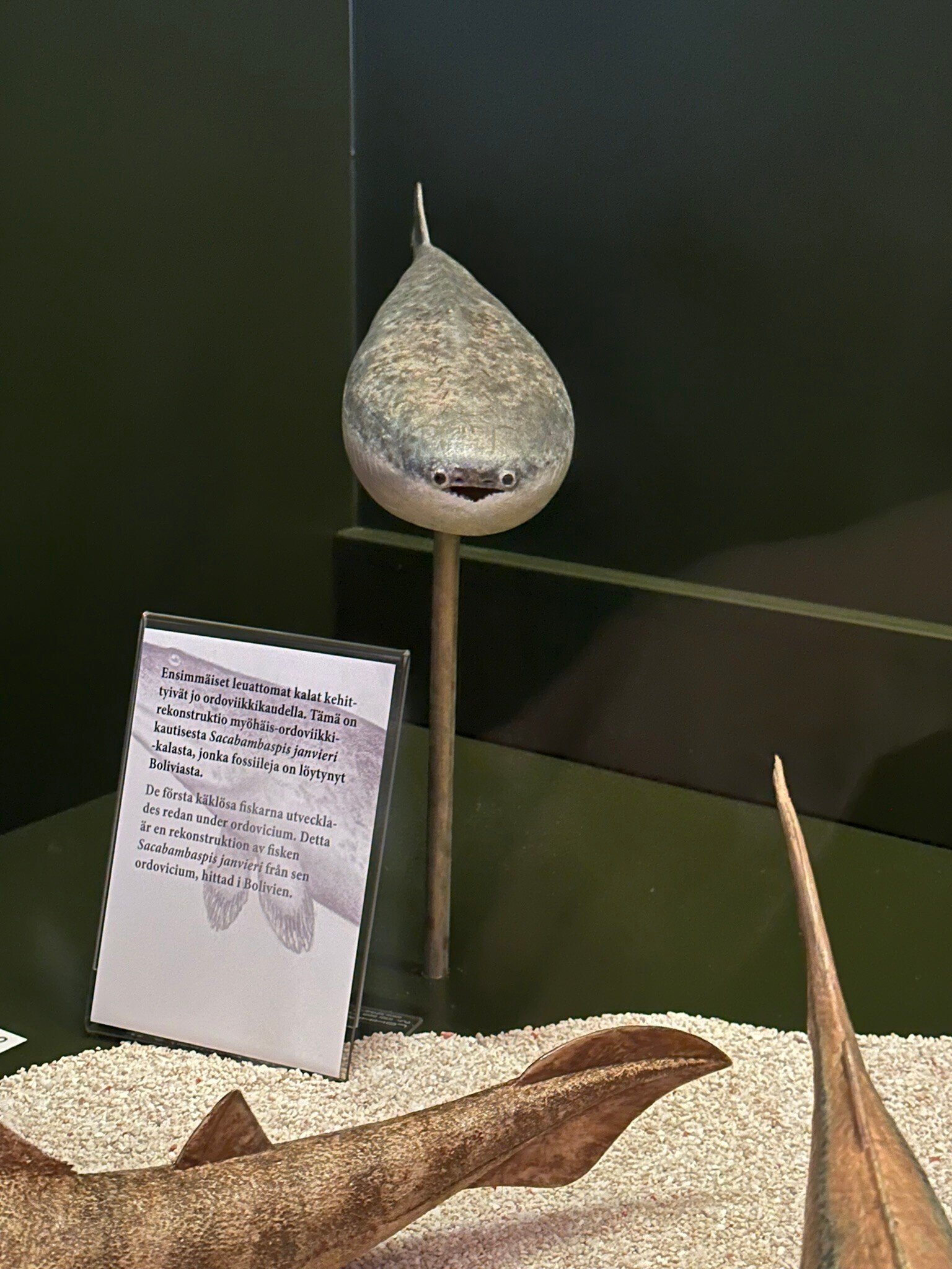 謎の古代魚サカバンバスピスに癒される：自然史博物館（フィンランド
