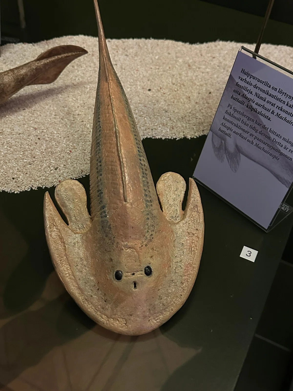 古代魚 化石 （古代魚 化石 ① 白亜紀 1億3500万年〜1億6500万年前-）