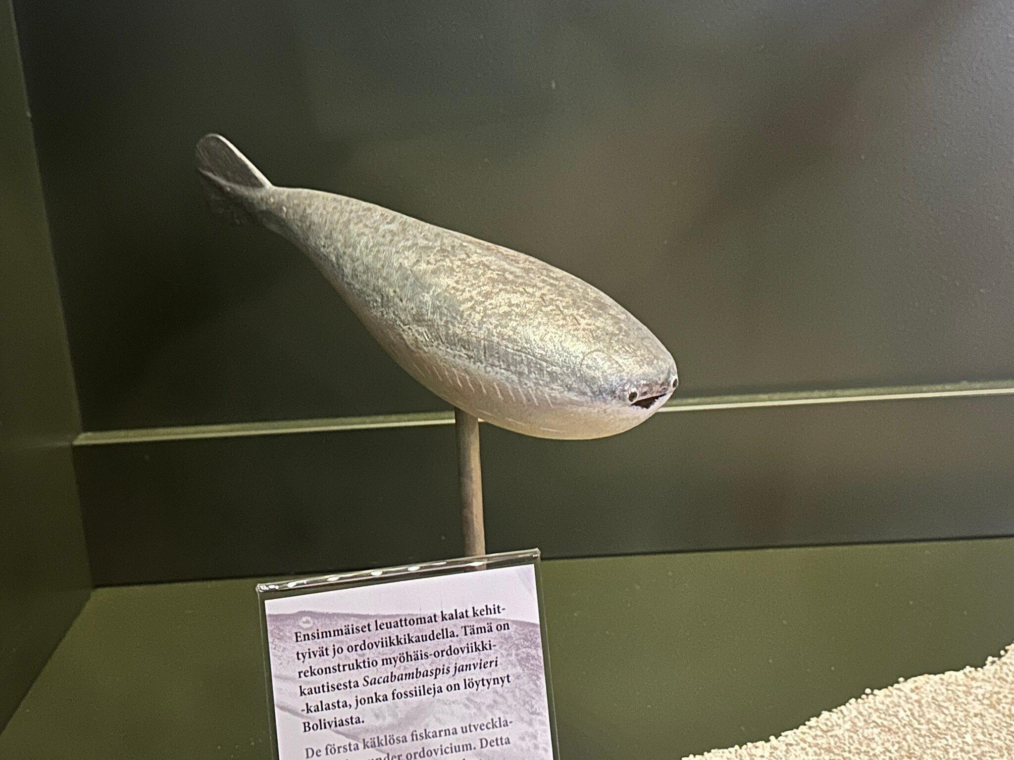絶滅した古代魚の化石　priscacara 5000万年前の絶滅古代魚、グリーン・リバーフォーメーション