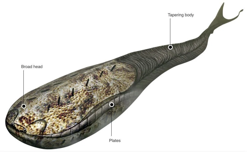 謎の古代魚サカバンバスピスに癒される：自然史博物館（フィンランド 