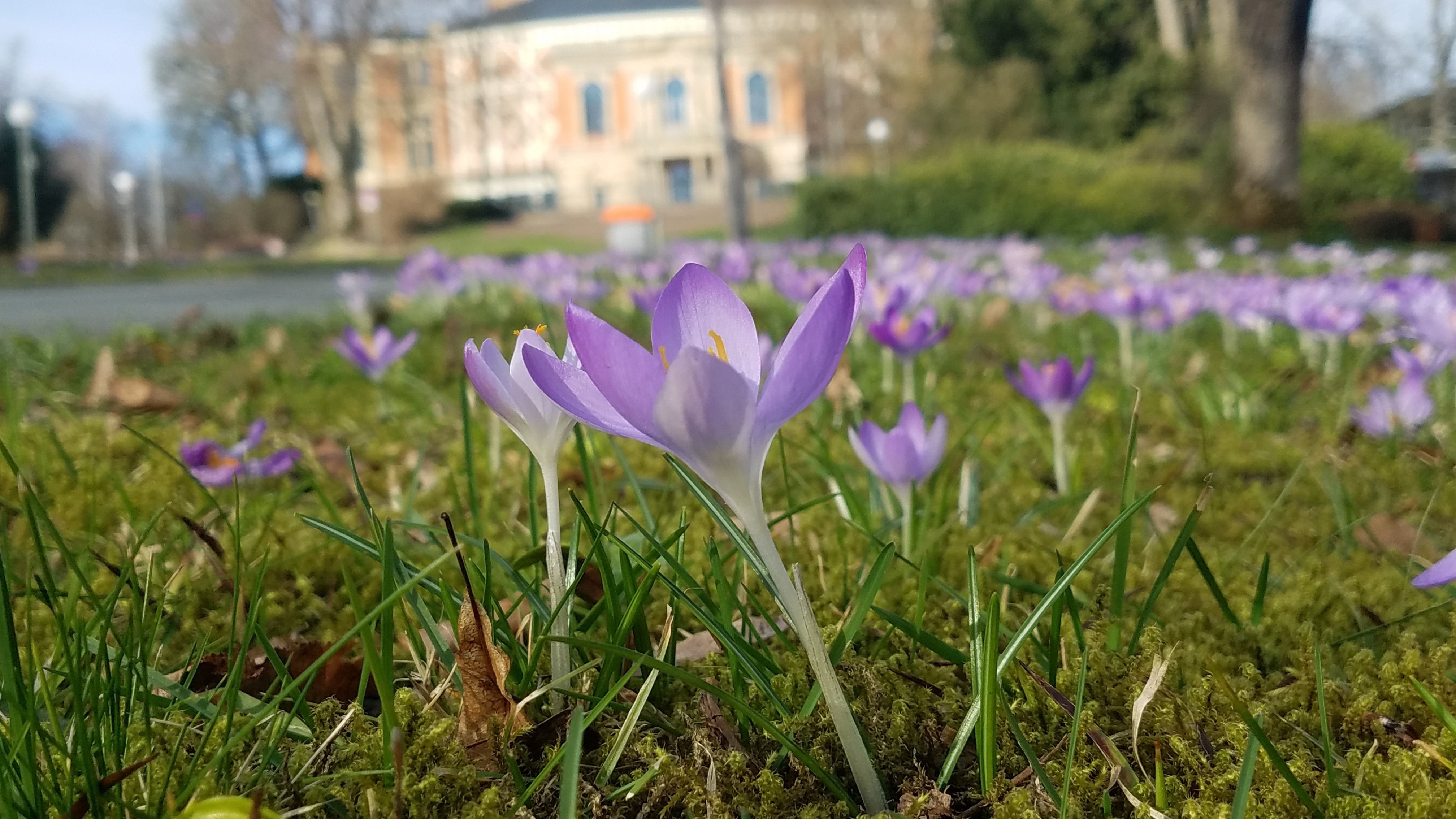 雑草と鬼～早春編～｜Pflanzenjäger