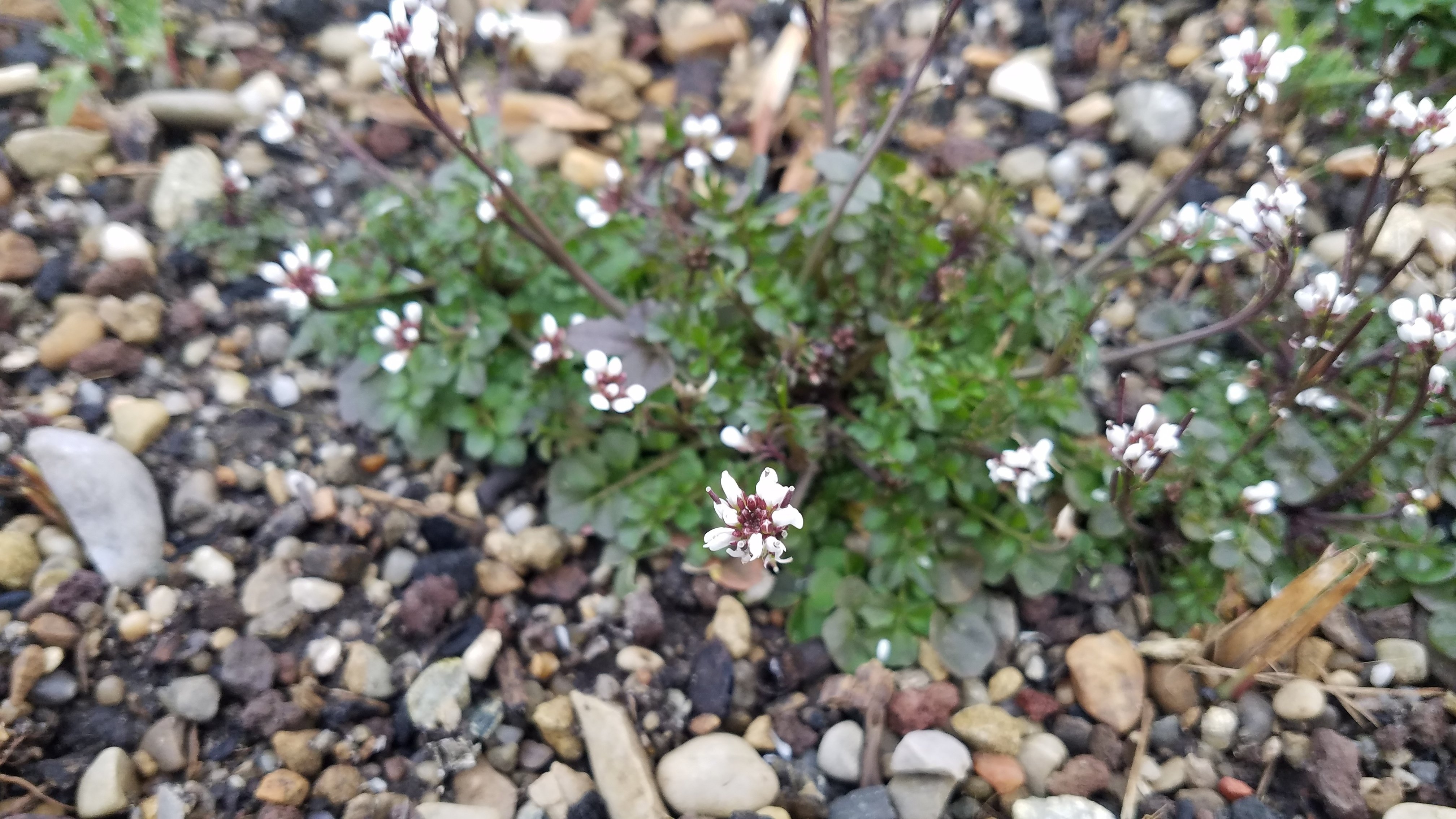 雑草と鬼～早春編～｜Pflanzenjäger