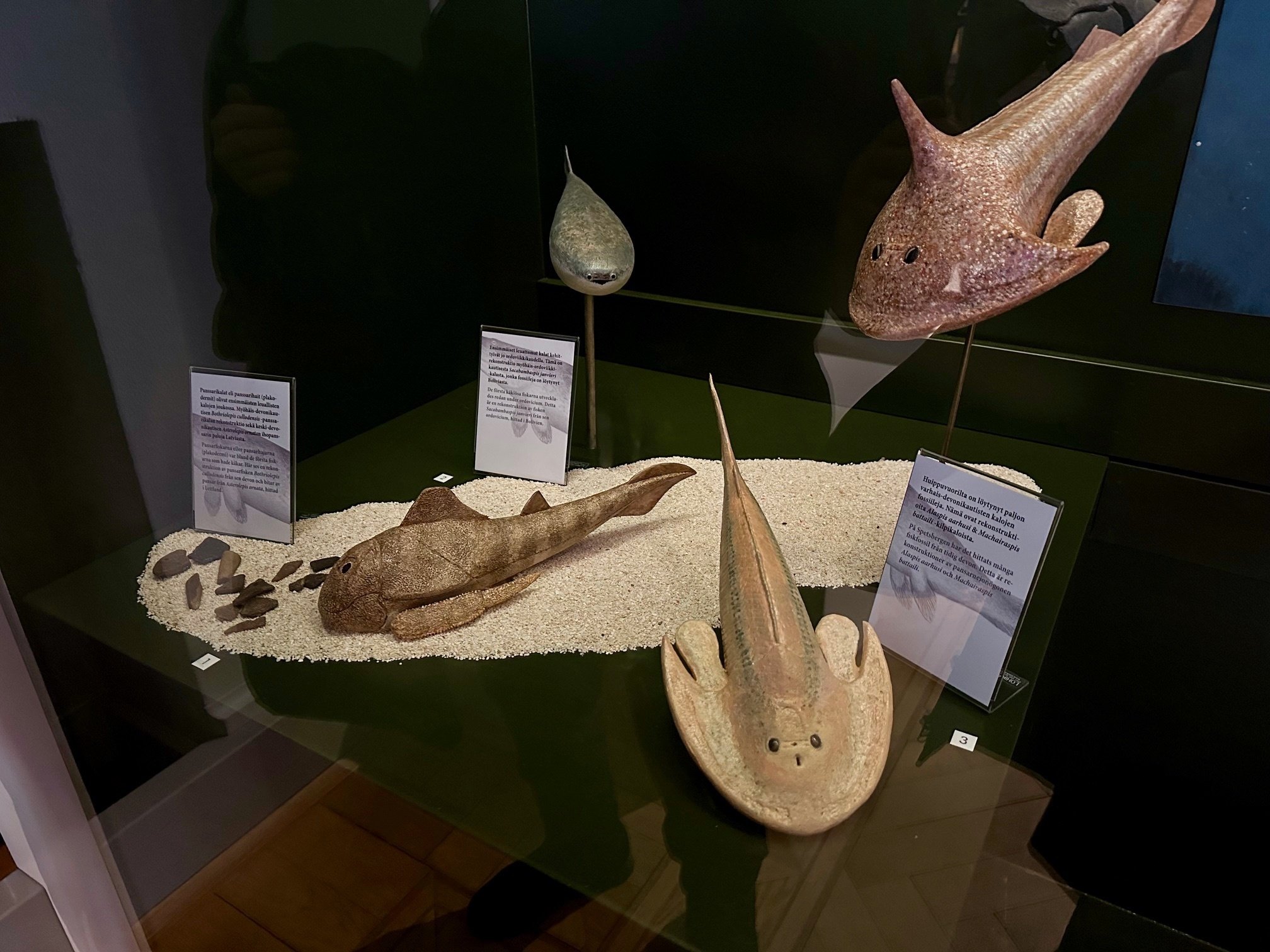 幻の魚　化石 謎の古代魚サカバンバスピスに癒される：自然史博物館（フィンランド