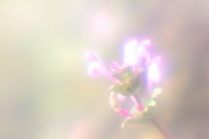 仏の座（秋の七草でなくて春の方）AUKEYスマホマクロをカメラレンズに流用しました。推定焦点距離50mm