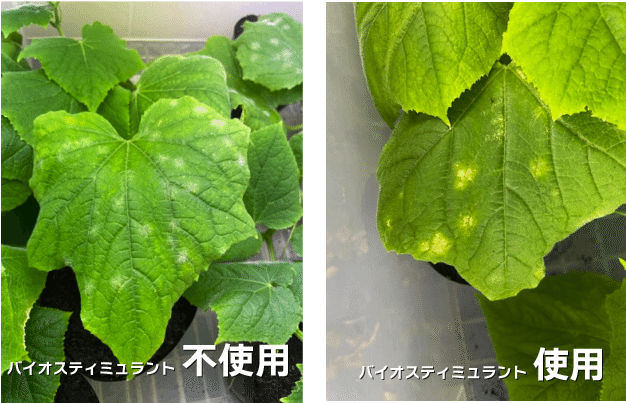 作物の生きるチカラを引き出すバイオスティミュラント誕生