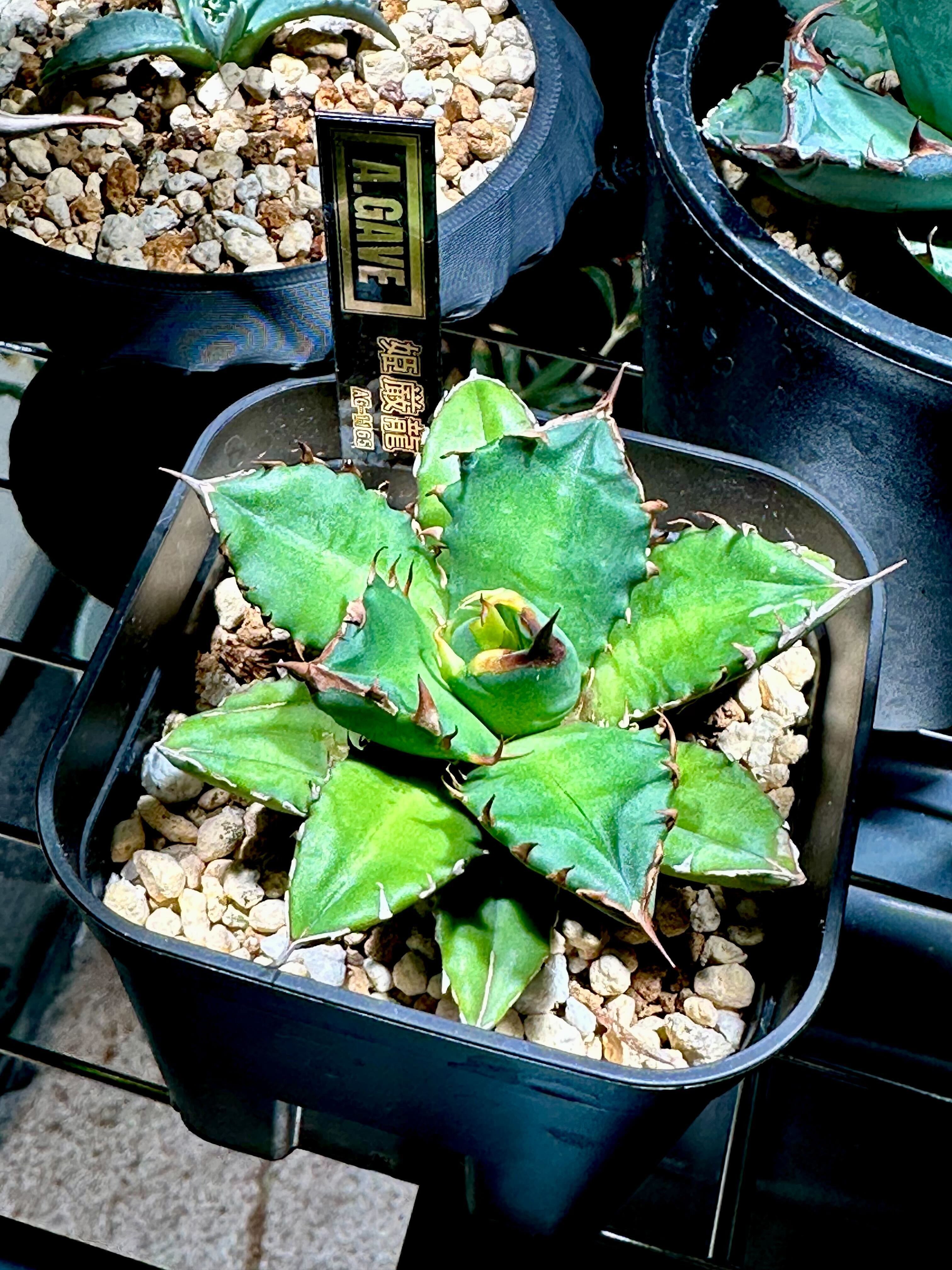 アガベ〖姫巌竜〗 親株 子株×2付き アカベ 姫巌竜 親株