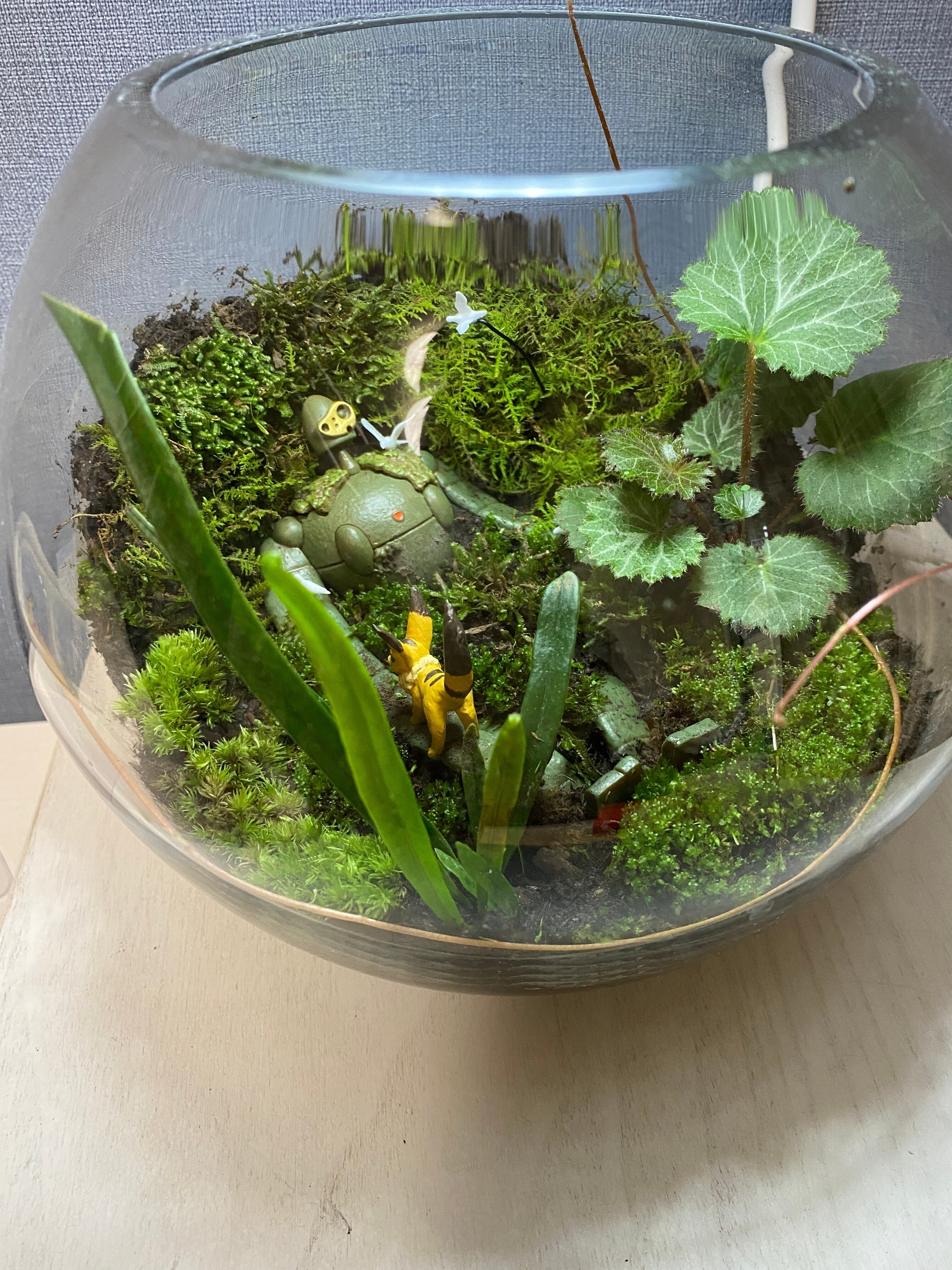 苔テラリウム/インテリア/10cm/一点物/苔リウム/卓上/完成品 限定作品