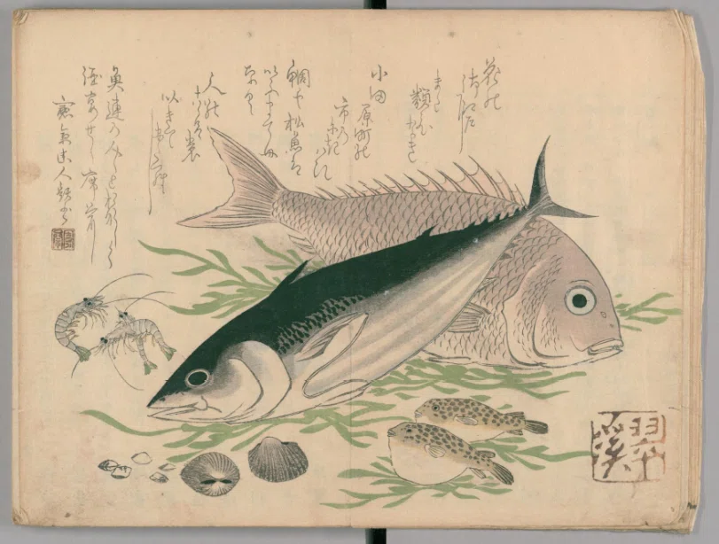江戸時代の魚事典を原文で読んだら心が熱くなった｜fish_edo