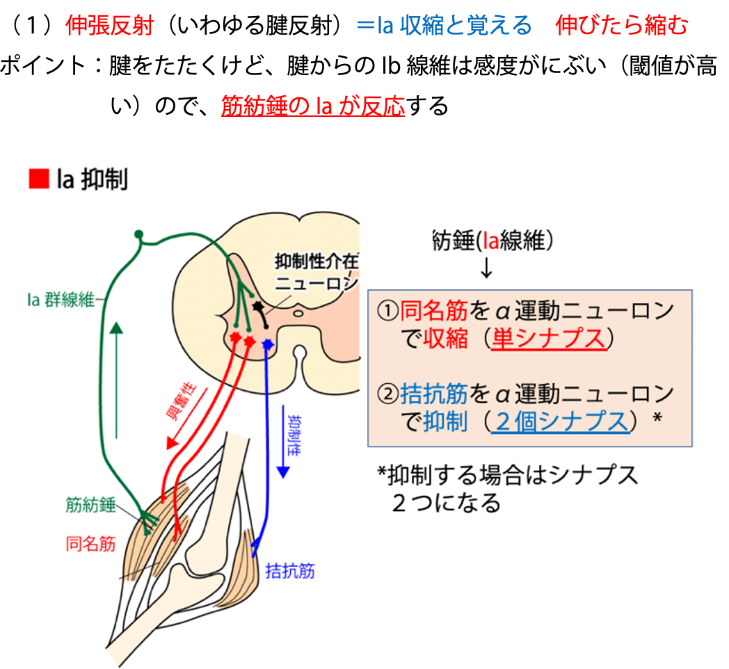 第59回理学療法士国家試験 午前61-65の解説｜Sixty_valleyのページ