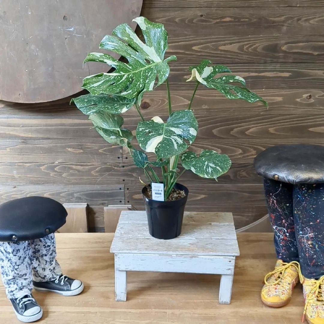 ビカクシダ　バーレーン　大株 ビカクシダ バーレーン 大株