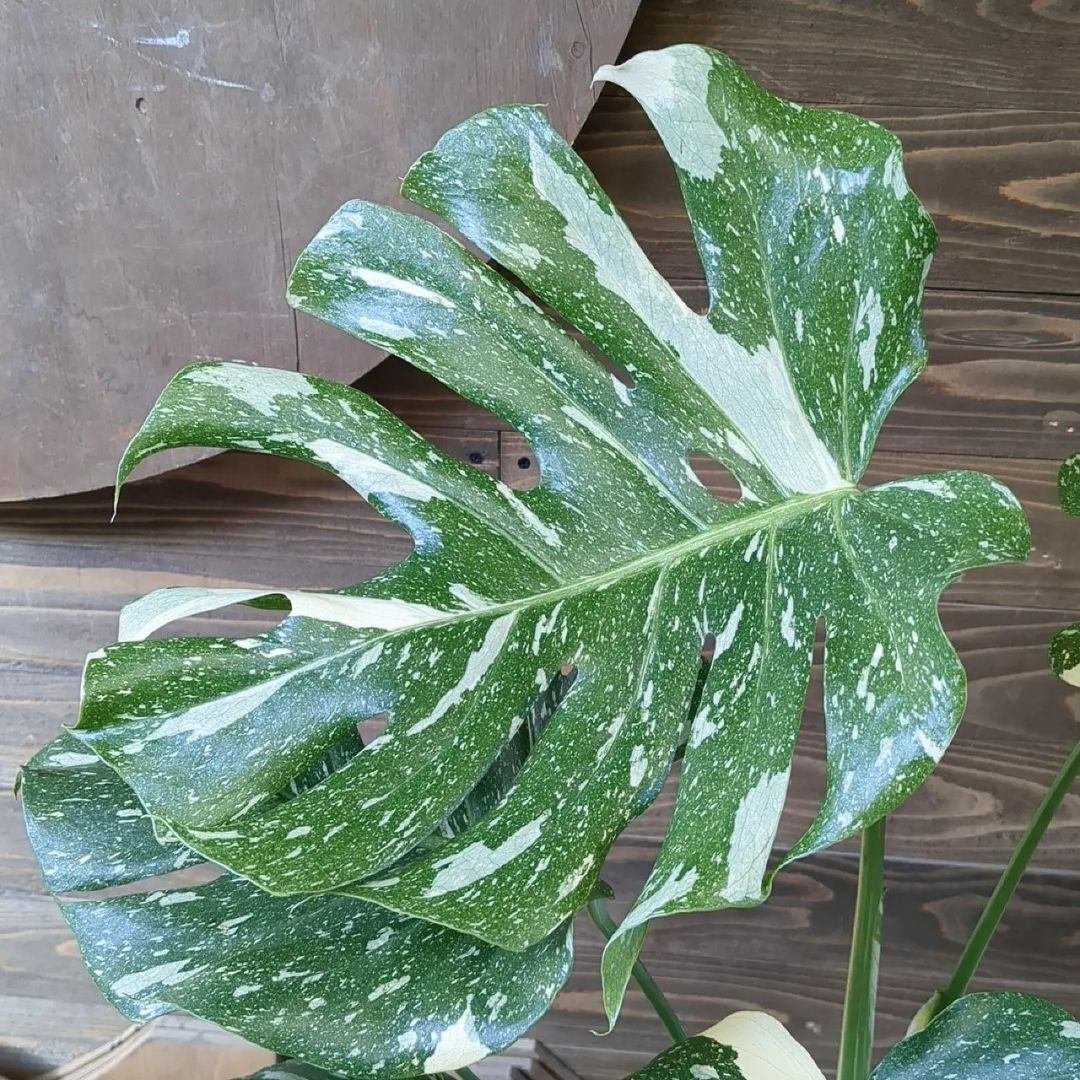 入荷情報（観葉植物編）2024.3.1 ～｜グリーンセンター芳樹園