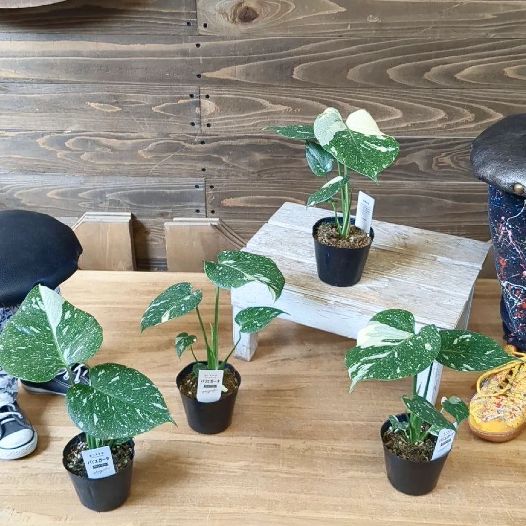 ダンシングヒーロー　ビカクシダ　タグ付き 入荷情報（観葉植物編）2024.3.1 ～｜グリーンセンター芳樹園