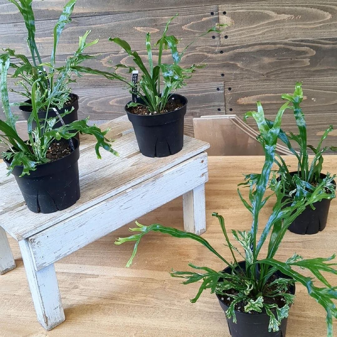 入荷情報（観葉植物編）2024.3.1 ～｜グリーンセンター芳樹園