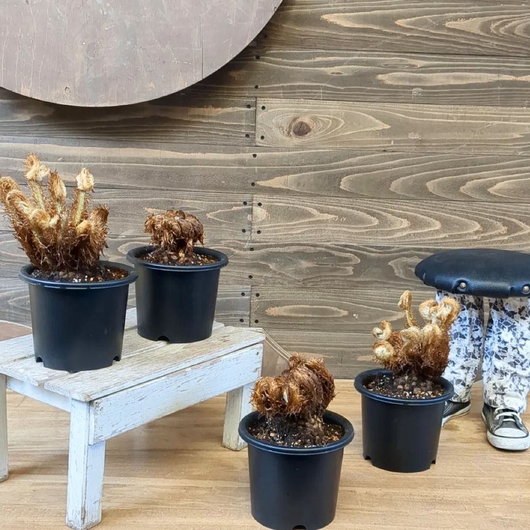 ビカクシダ　バーレーン　大株 入荷情報（観葉植物編）2024.3.1 ～｜グリーンセンター芳樹園