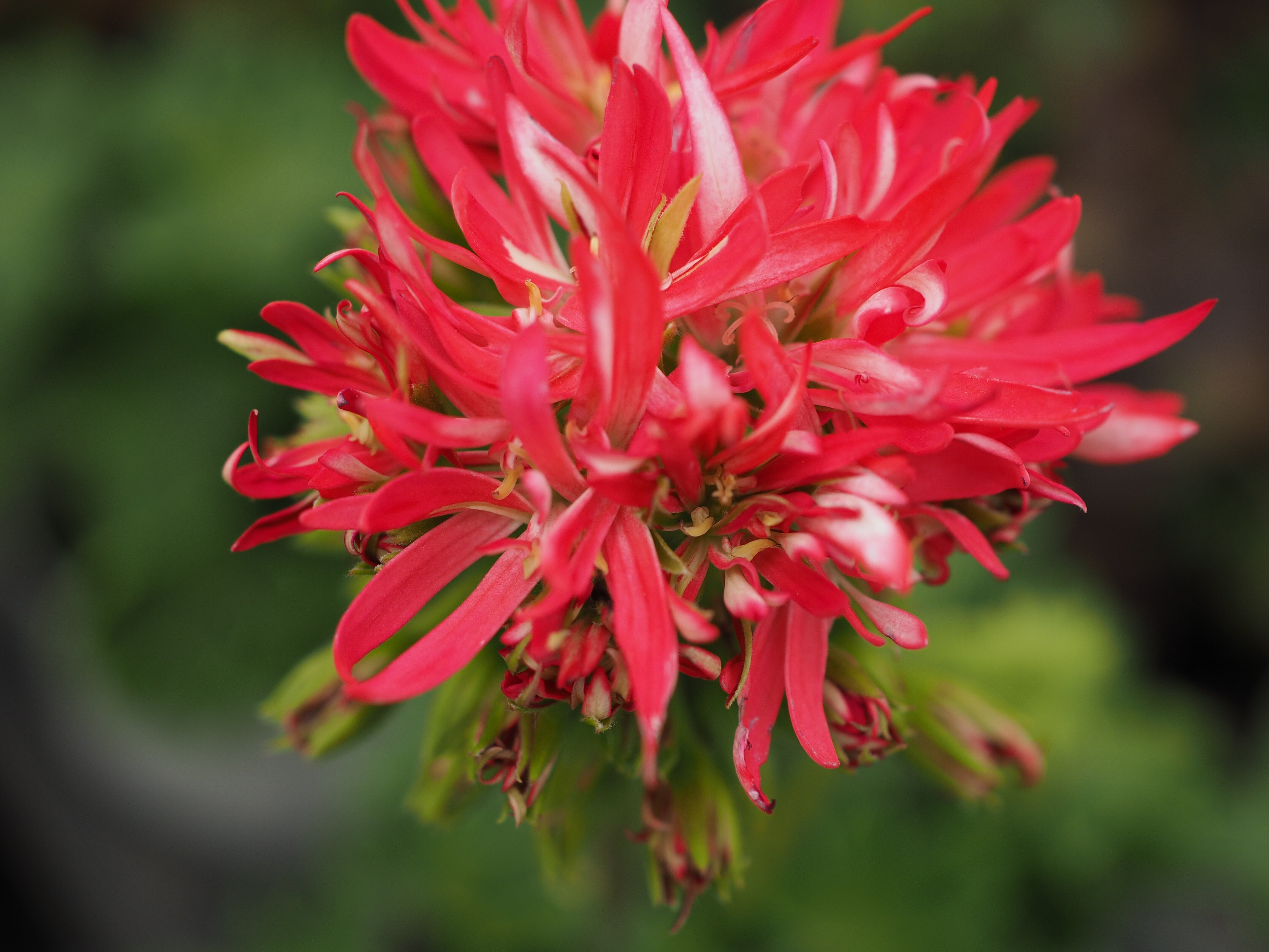 ゼラニュームの仲間たち｜田舎の花屋