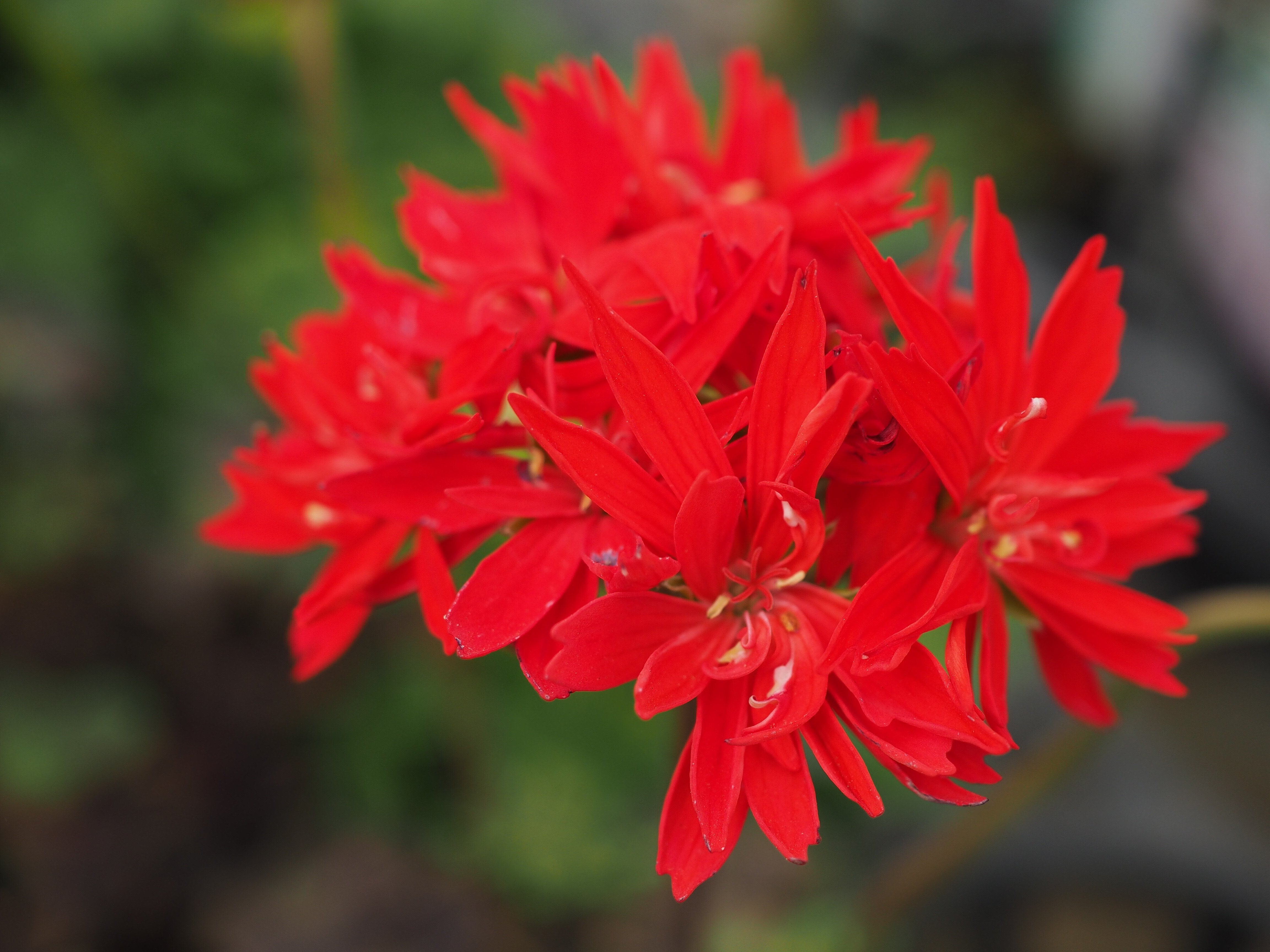 お得意です　ゼラニューム。レアな品種。 お得意です ゼラニューム。レアな品種。 お得意です ゼラニューム