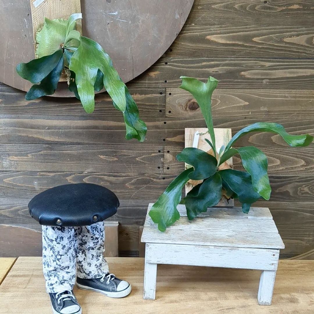 入荷情報（観葉植物編）2024.3.1 ～｜グリーンセンター芳樹園