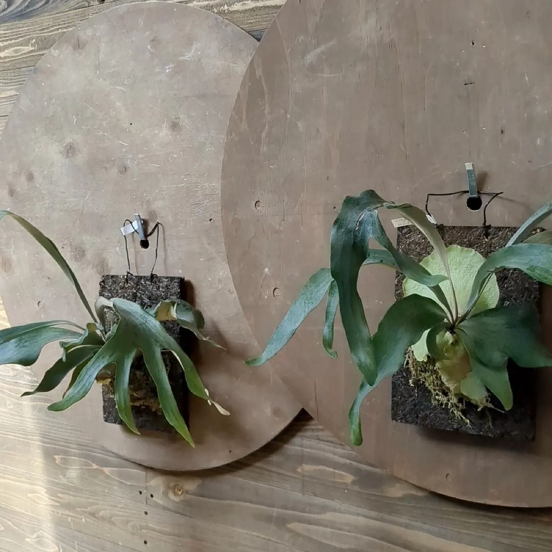 入荷情報（観葉植物編）2024.3.1 ～｜グリーンセンター芳樹園