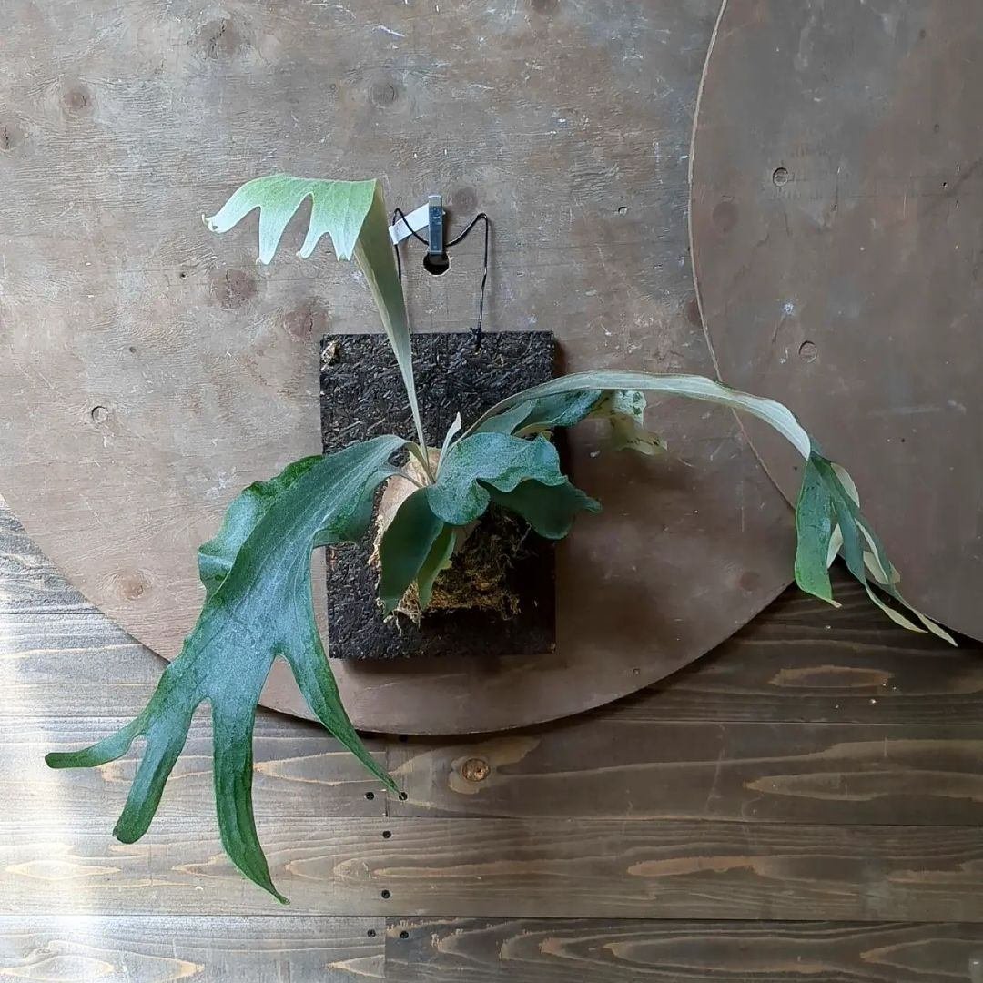 入荷情報(観葉植物編)2024.3.1 ~|グリーンセンター芳樹園 入荷情報(観葉植物編)2024.3.1 ~|グリーンセンター芳樹園