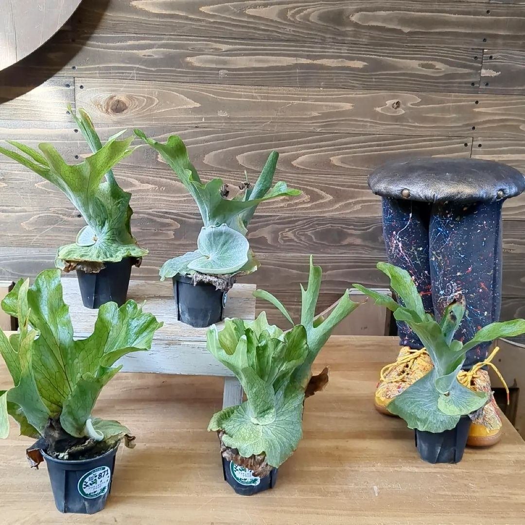 入荷情報（観葉植物編）2024.3.1 ～｜グリーンセンター芳樹園