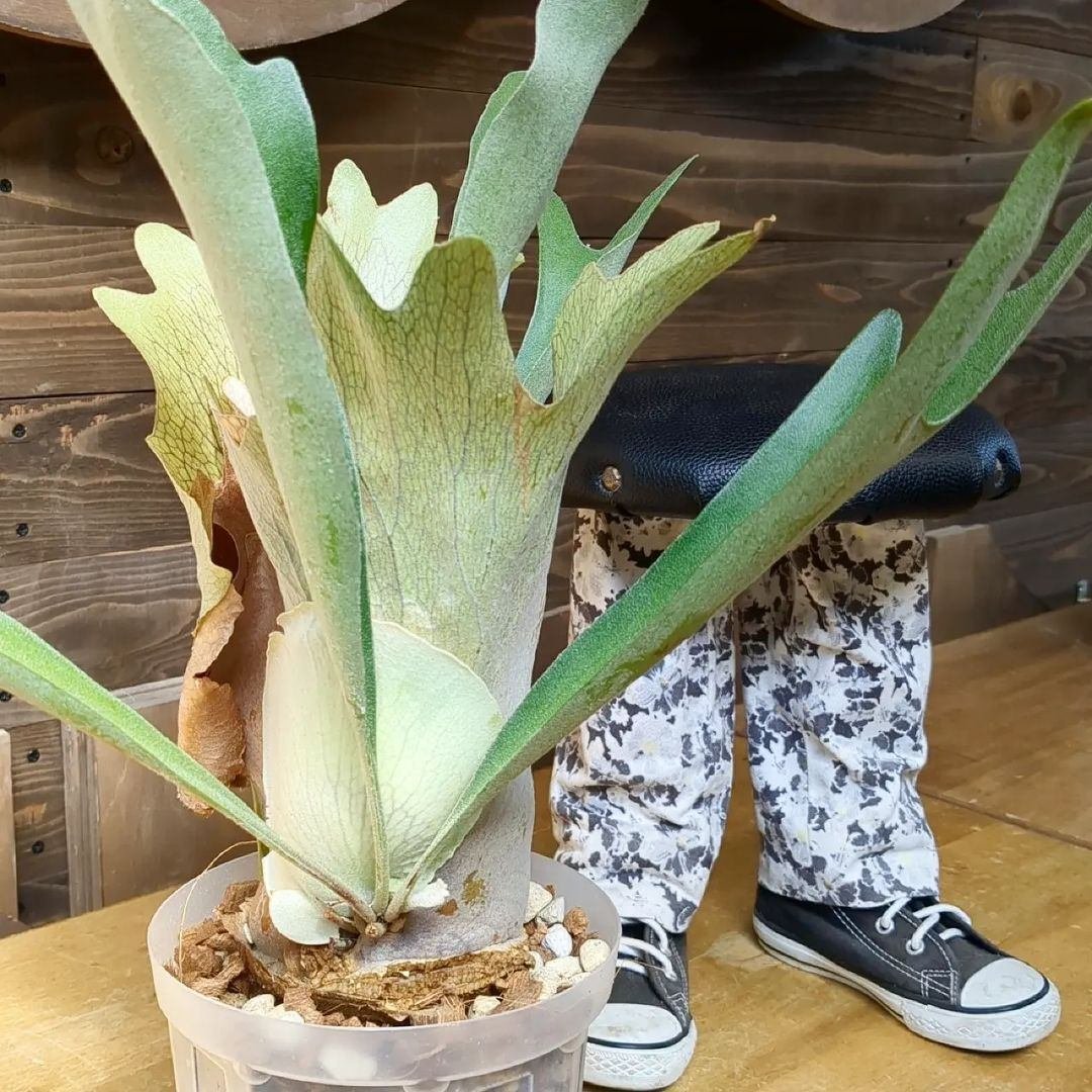 入荷情報（観葉植物編）2024.3.1 ～｜グリーンセンター芳樹園